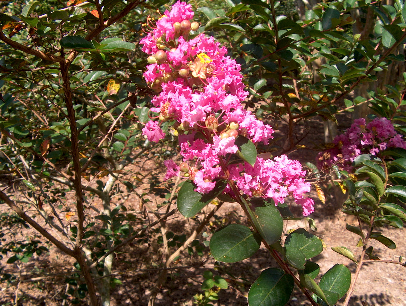 Lagerstroemia indica 'Mandi'  / Mandi Crape Myrtle