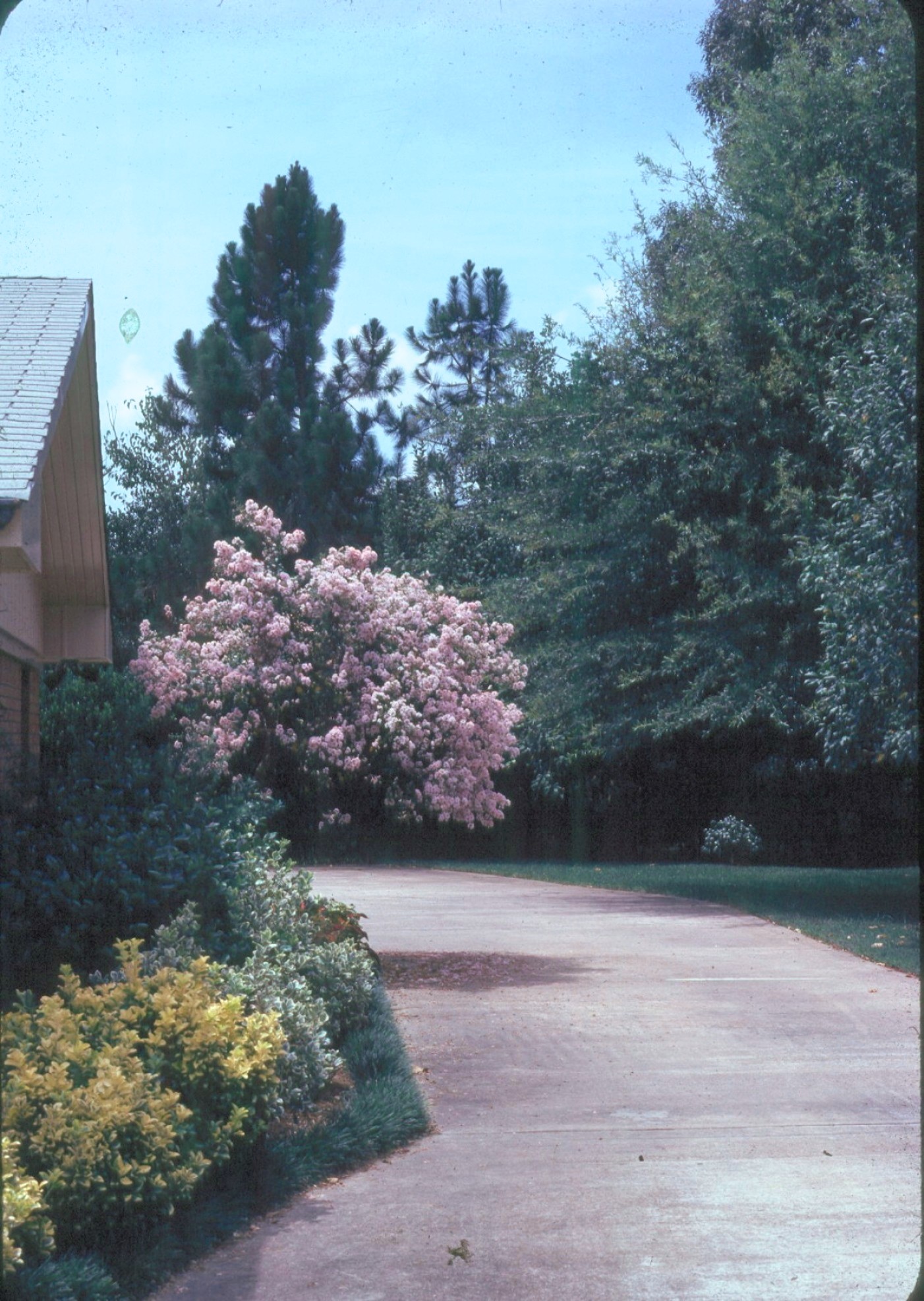 Lagerstroemia indica 'Near East'  / Near East Crape Myrtle