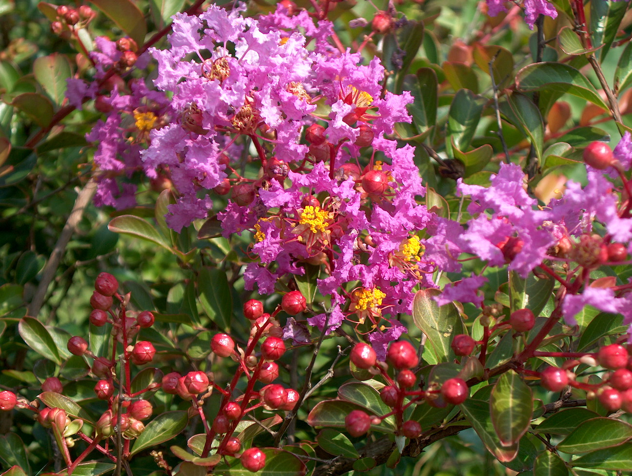 Lagerstroemia indica 'New Orleans'  / New Orleans Crape Myrtle