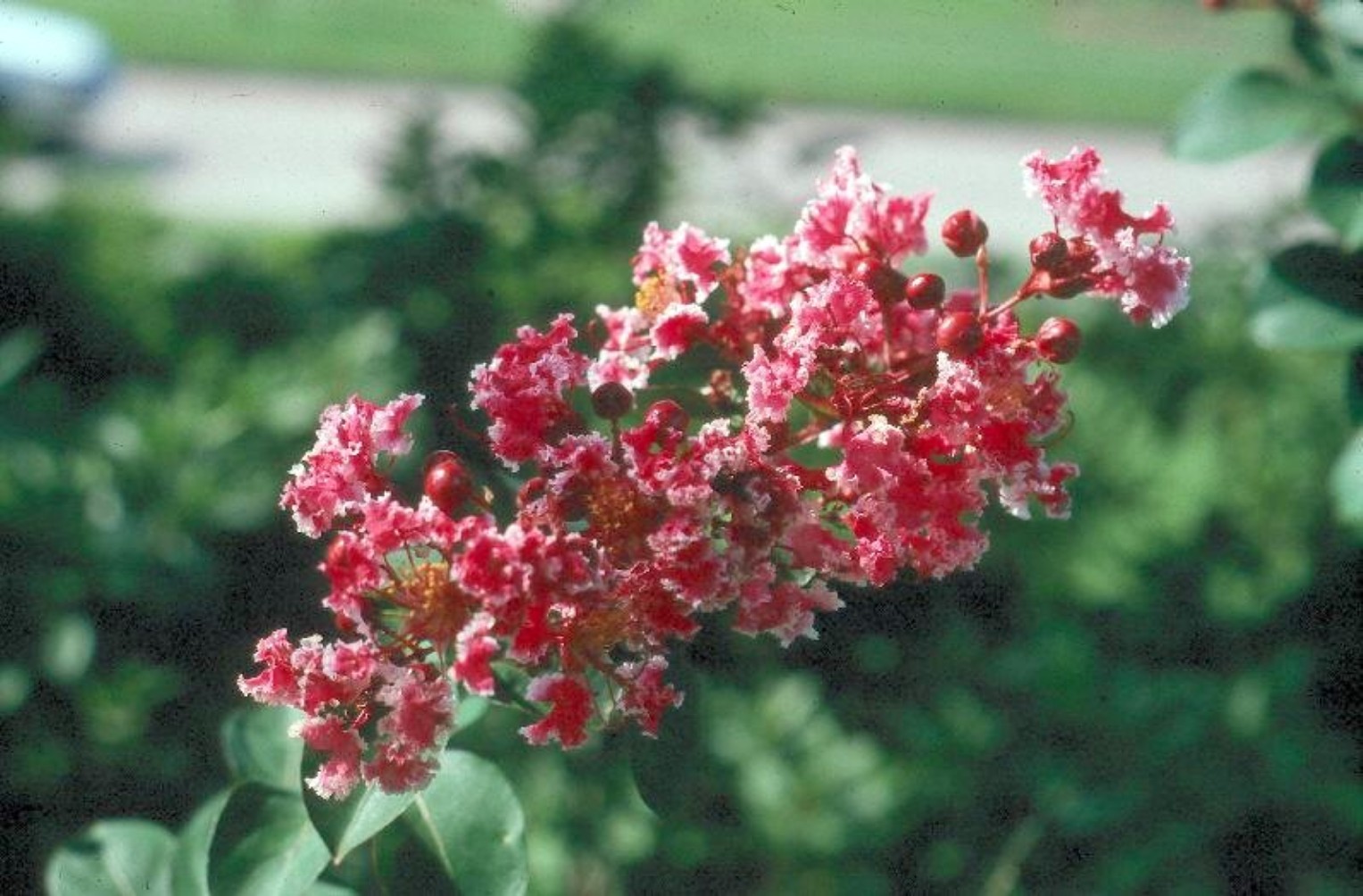 Lagerstroemia indica 'Peppermint Lace' / Peppermint Lace Crape Myrtle