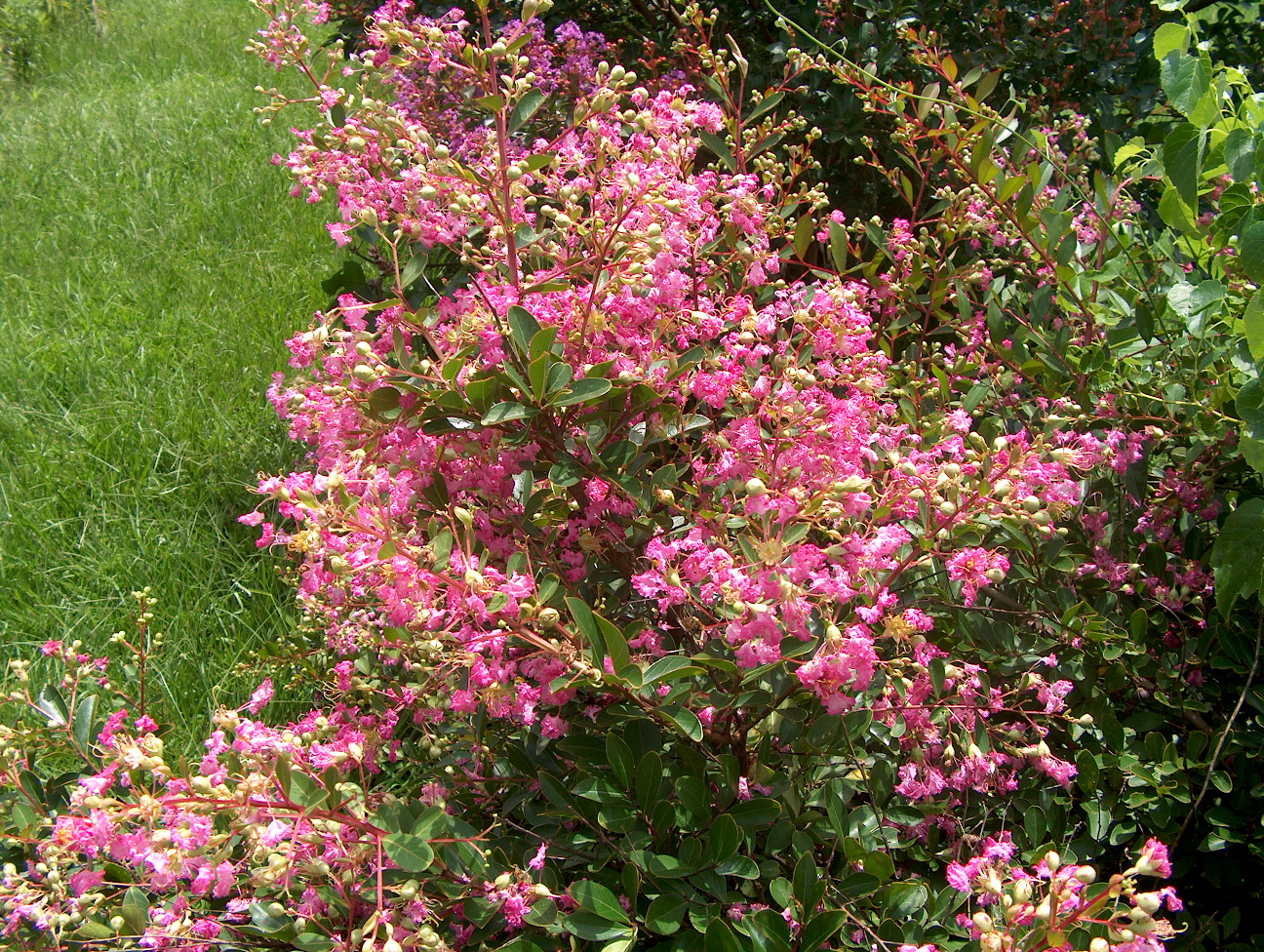 Lagerstroemia indica 'Pink Blush' / Lagerstroemia indica 'Pink Blush'