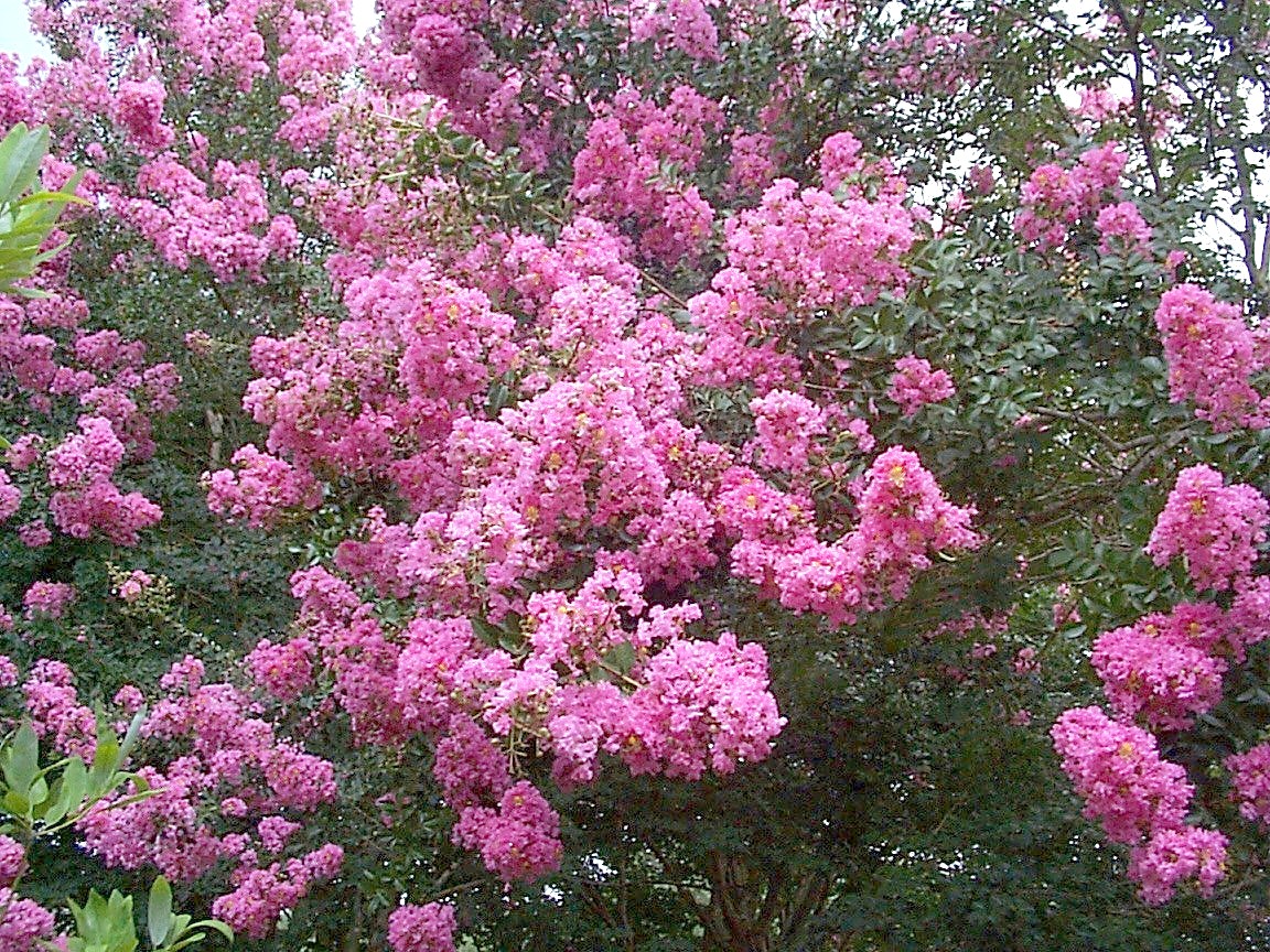 Lagerstroemia indica 'Pink Lace'  / Pink Lace Crape Myrtle