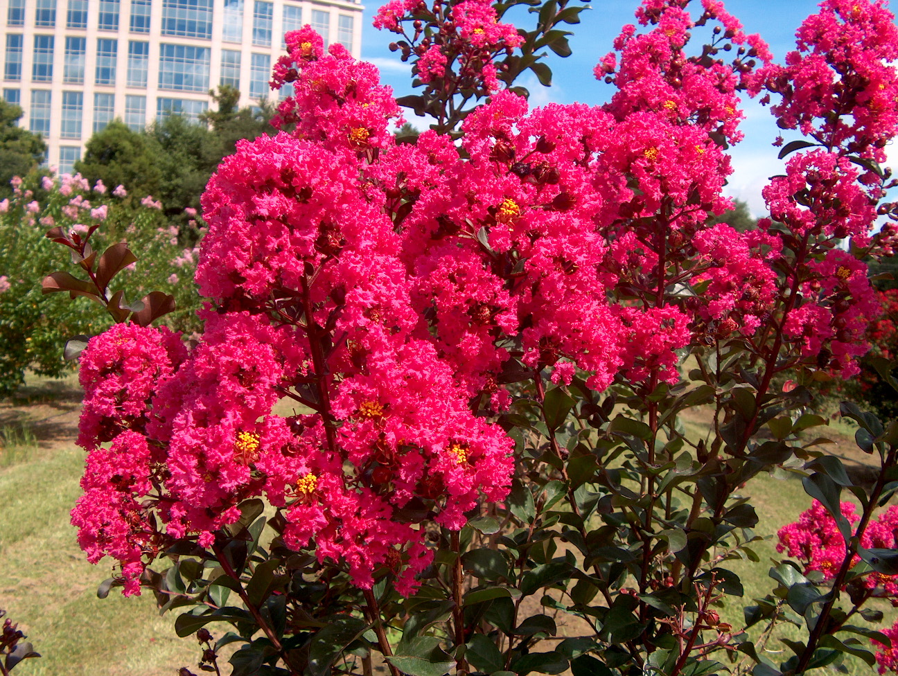 Lagerstroemia indica 'Pink Velour' / Pink Velour Crape Myrtle