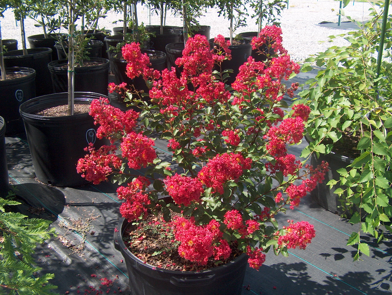 Lagerstroemia indica 'Piroska'  / Piroska Crape Myrtle