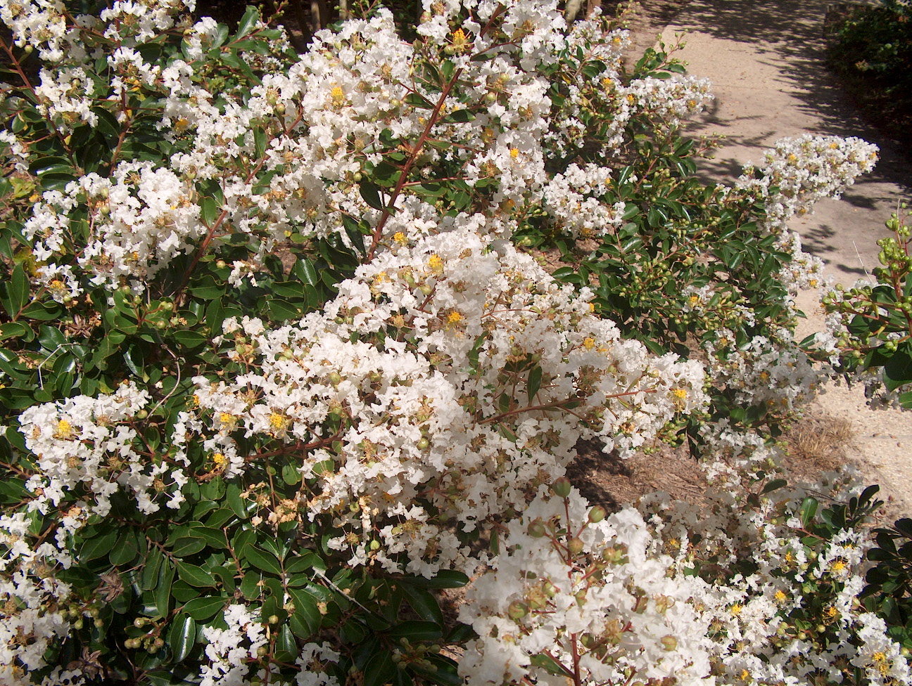 Lagerstroemia indica 'Pixie White' / Pixie White Crape Myrtle