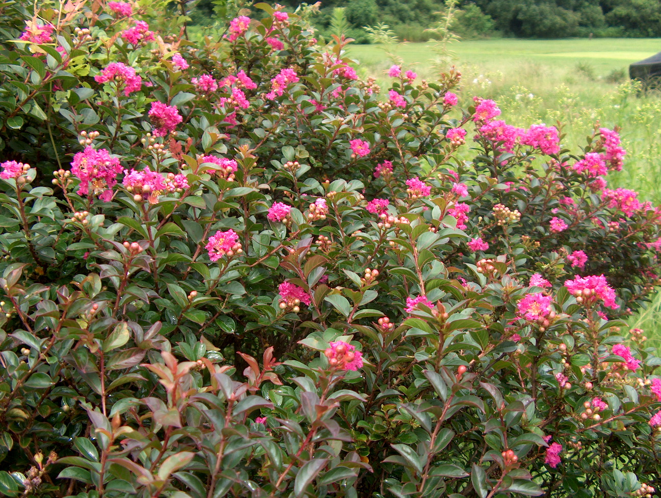 Lagerstroemia indica 'Pocomoke' / Pocomoke Crape Myrtle