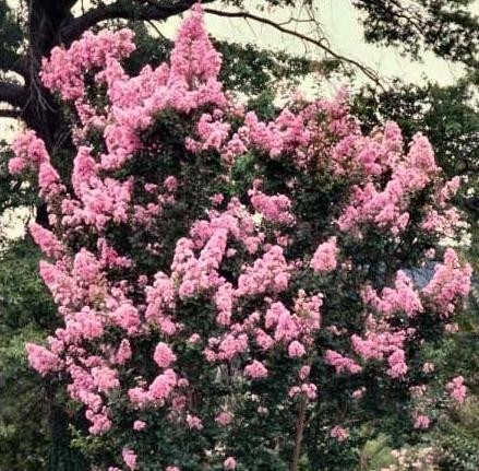 Lagerstroemia indica 'Potomac'  / Lagerstroemia indica 'Potomac' 