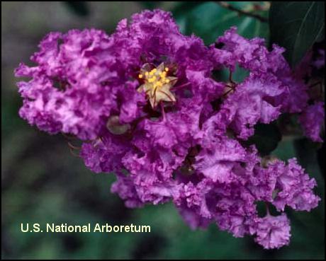 Lagerstroemia indica 'Powhatan'  / Lagerstroemia indica 'Powhatan' 