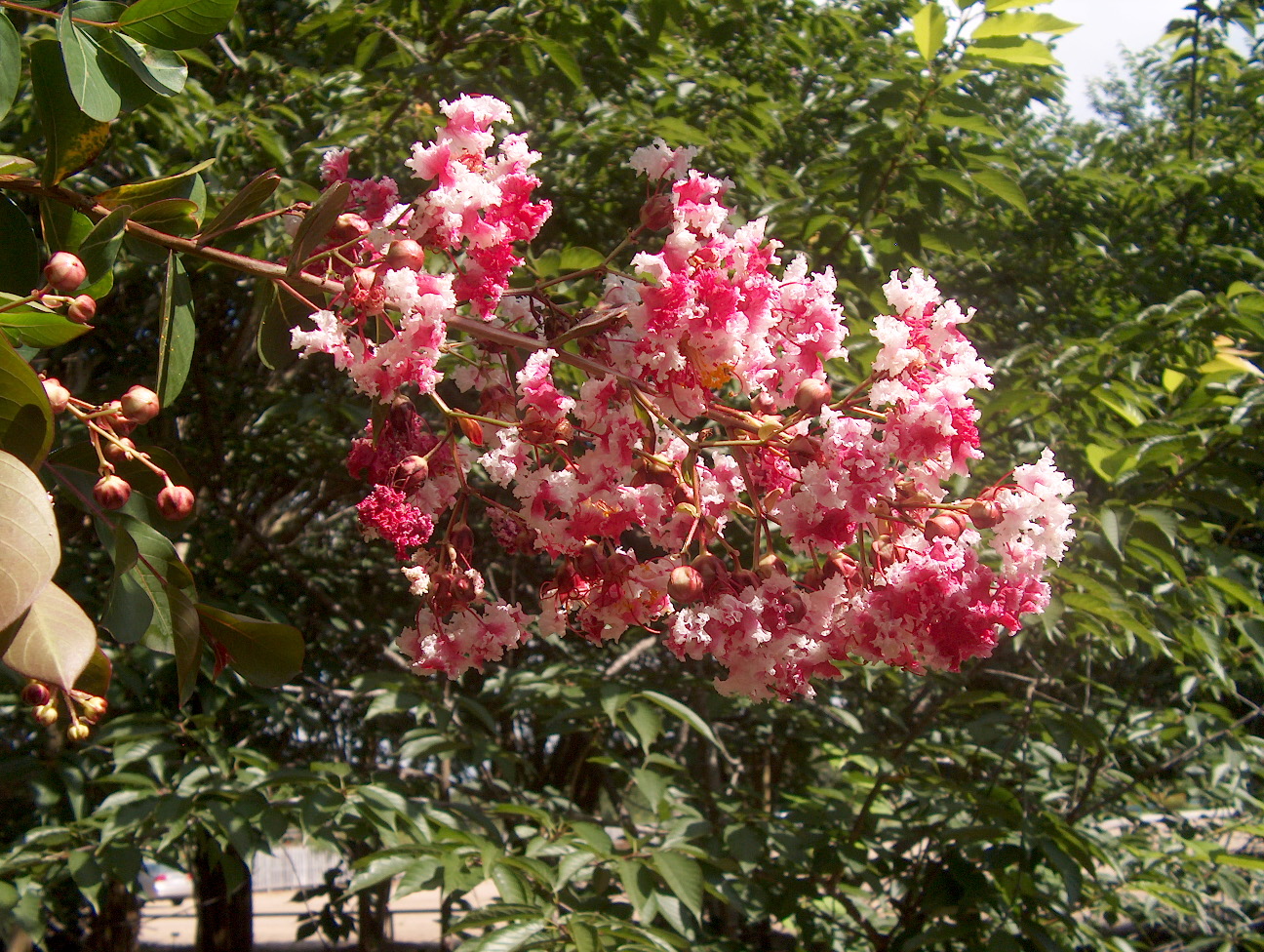 Lagerstroemia indica 'Prairie Lace' / Lagerstroemia indica 'Prairie Lace'