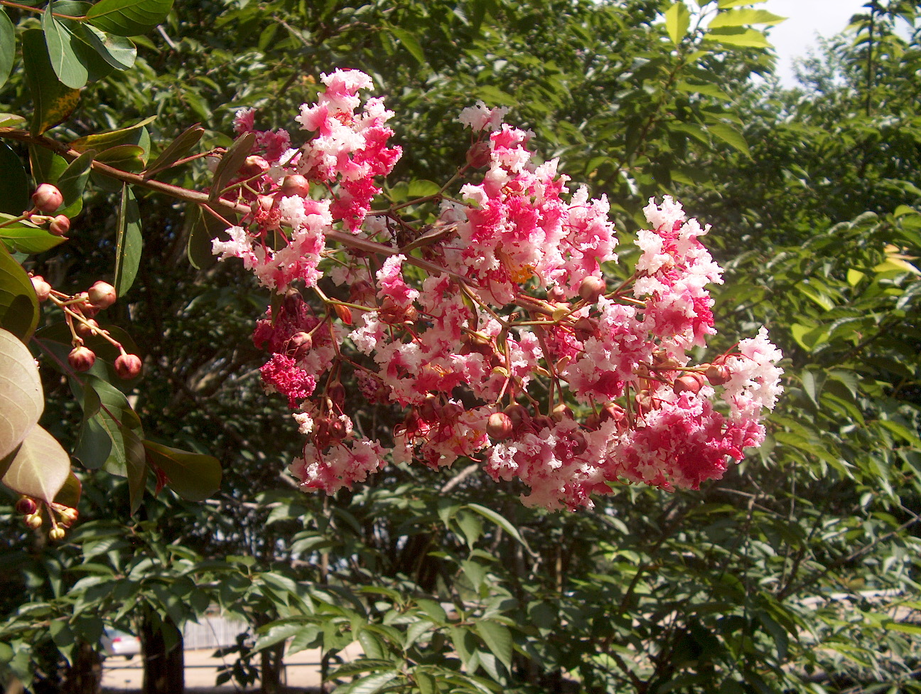 Lagerstroemia indica 'Prairie Lace' / Prairie Lace Crape Myrtle