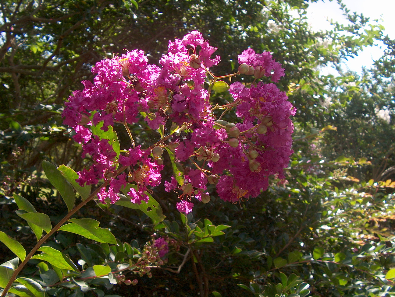 Lagerstroemia indica 'Purple Velvet' / Purple Velvet Crape Myrtle