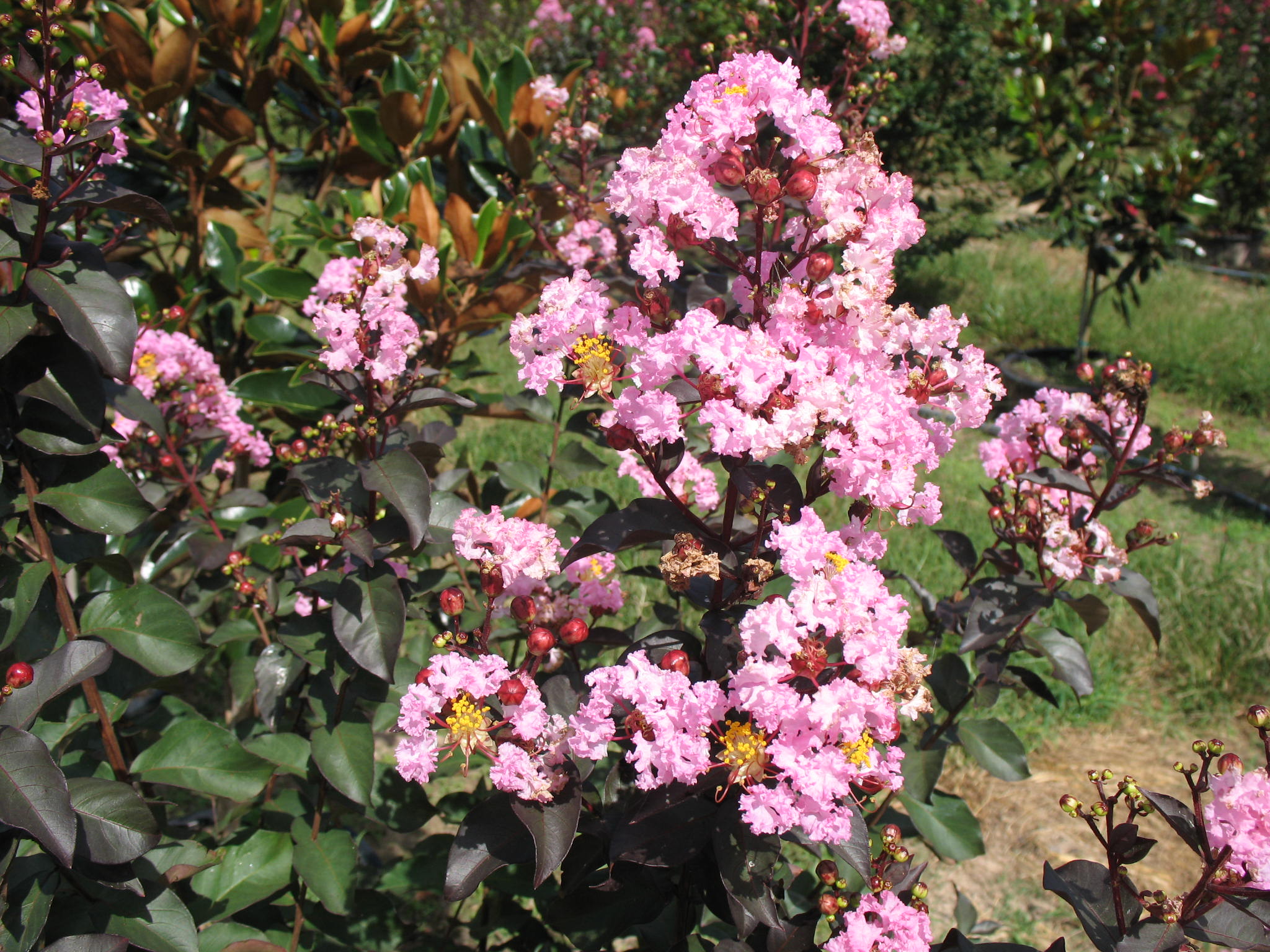 Lagerstroemia indica 'Rhapsody In Pink'  / Lagerstroemia indica 'Rhapsody In Pink' 