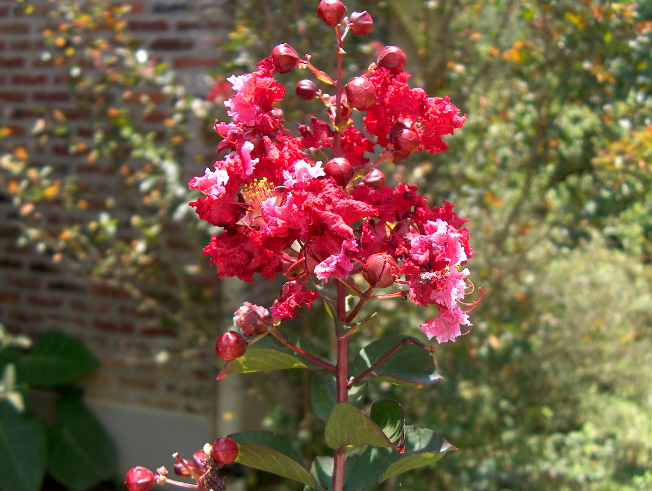 Lagerstroemia indica 'Raspberry Sundae' / Raspberry Sundae Crape Myrtle