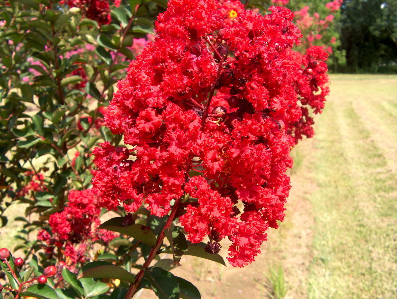 Lagerstroemia indica 'Red Rocket' / Red Rocket Crape Myrtle