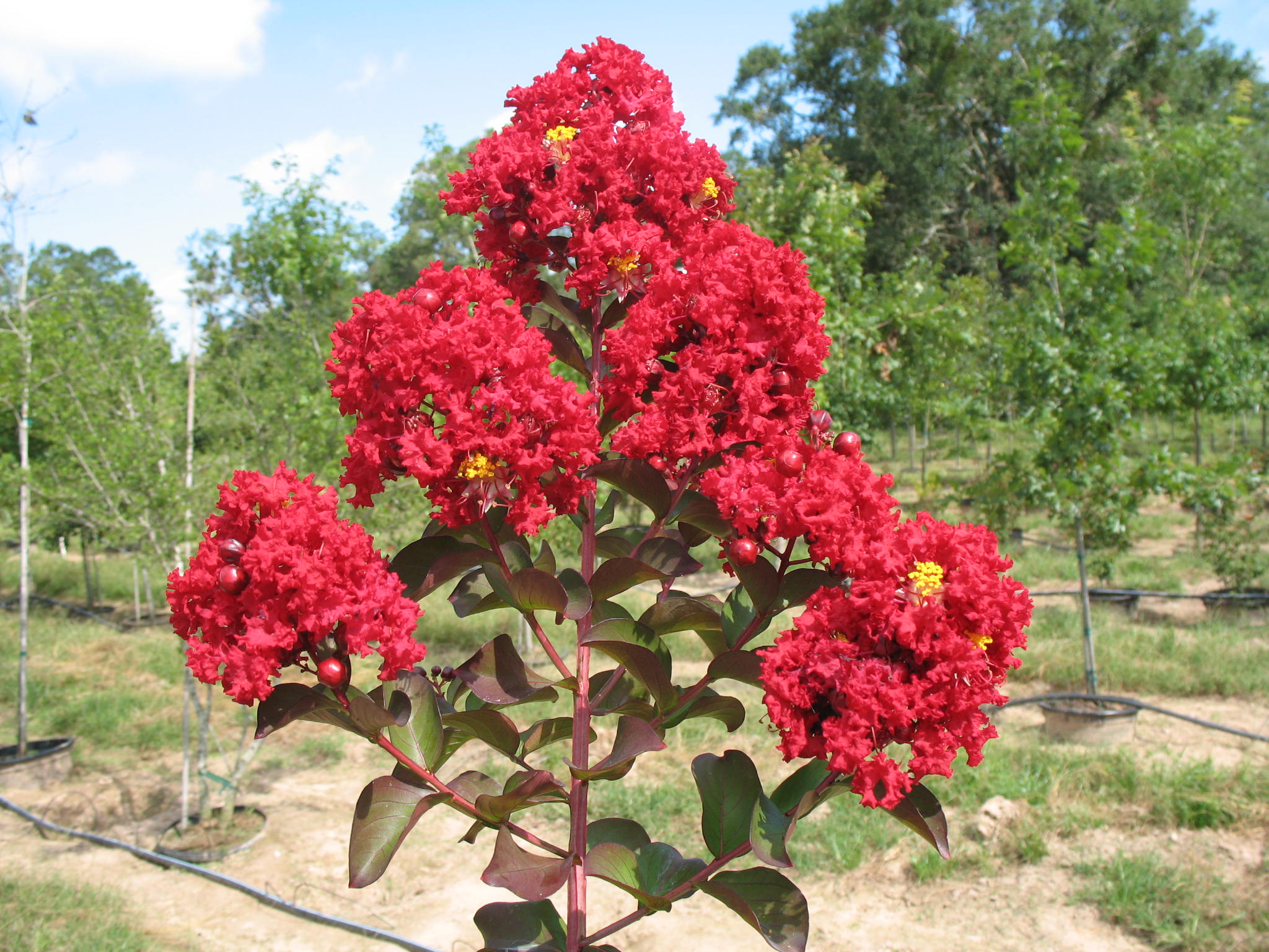 Lagerstroemia indica 'Siren Red'  / Siren Red Crape Myrtle