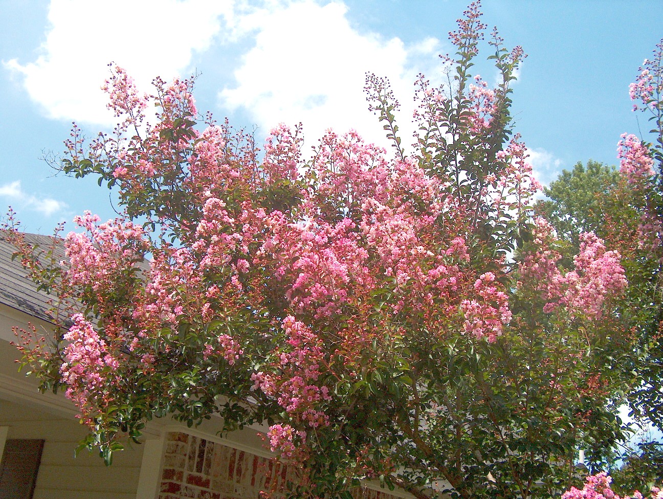 Lagerstroemia indica 'Splash of Pink' / Splash of Pink Crape Myrtle