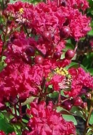 Lagerstroemia indica 'Victor' / Victor Crape Myrtle