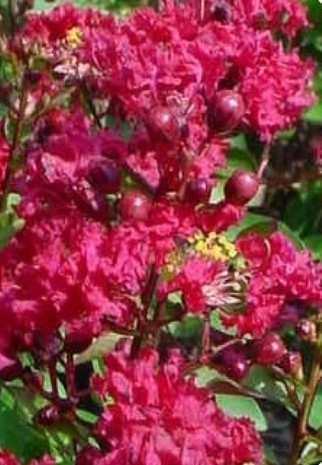 Lagerstroemia indica 'Victor' / Lagerstroemia indica 'Victor'