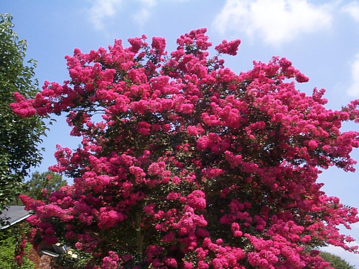 Lagerstroemia indica 'Watermelon Red'  / Watermelon Red Crape Myrtle