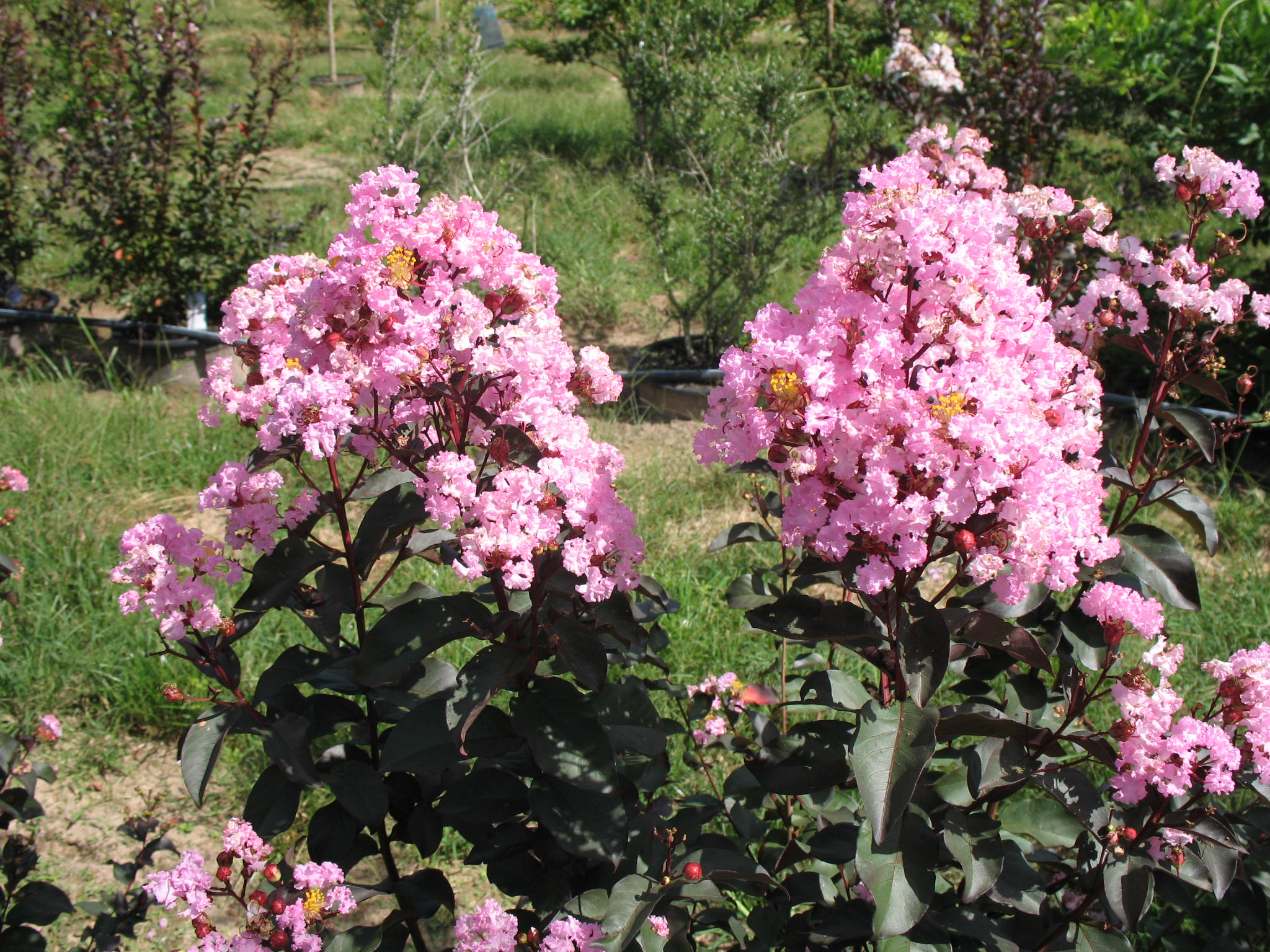 Lagerstroemia indica 'Wine Cup'  / Lagerstroemia indica 'Wine Cup' 