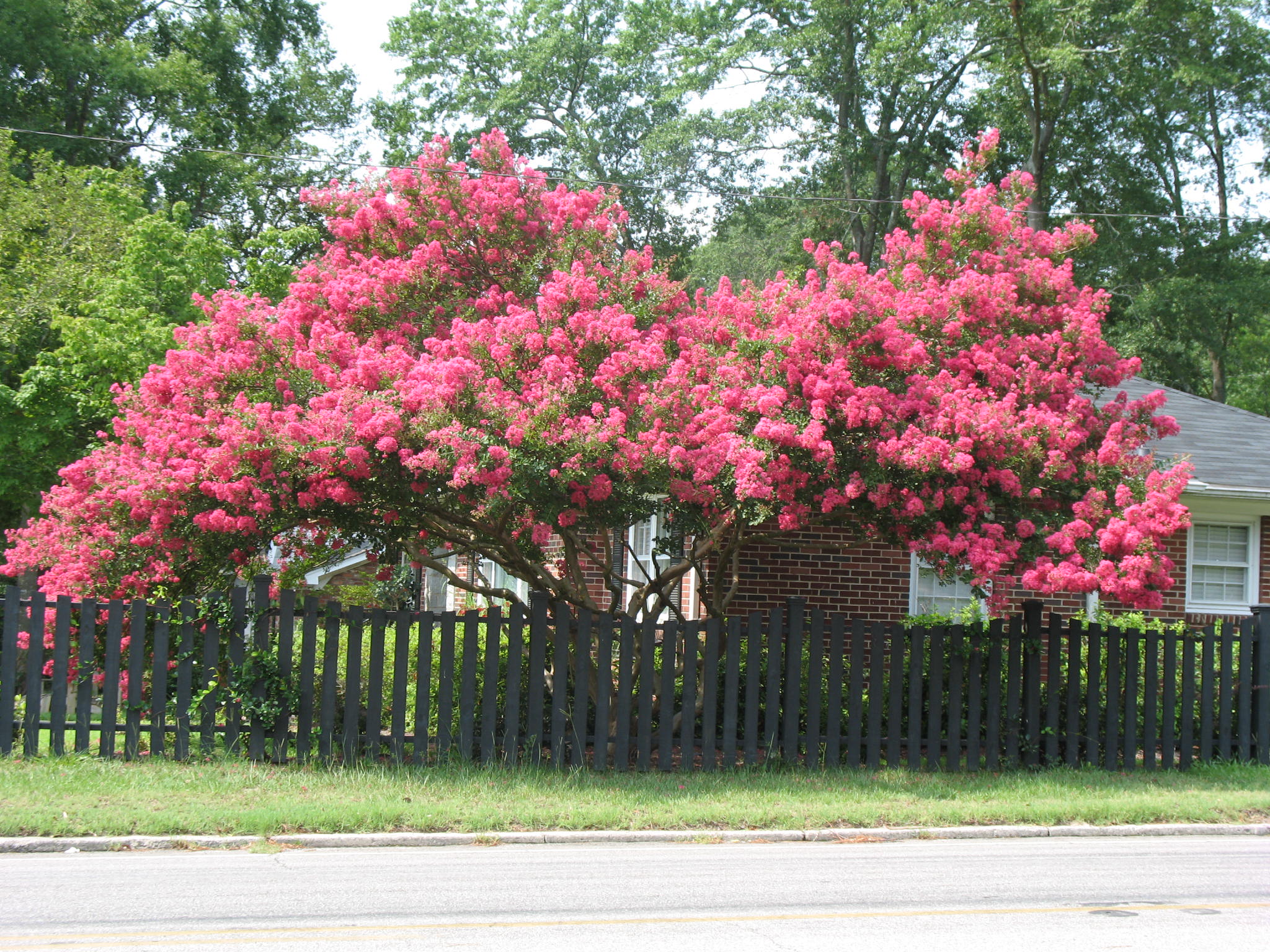 Lagerstroemia indica / Lagerstroemia indica