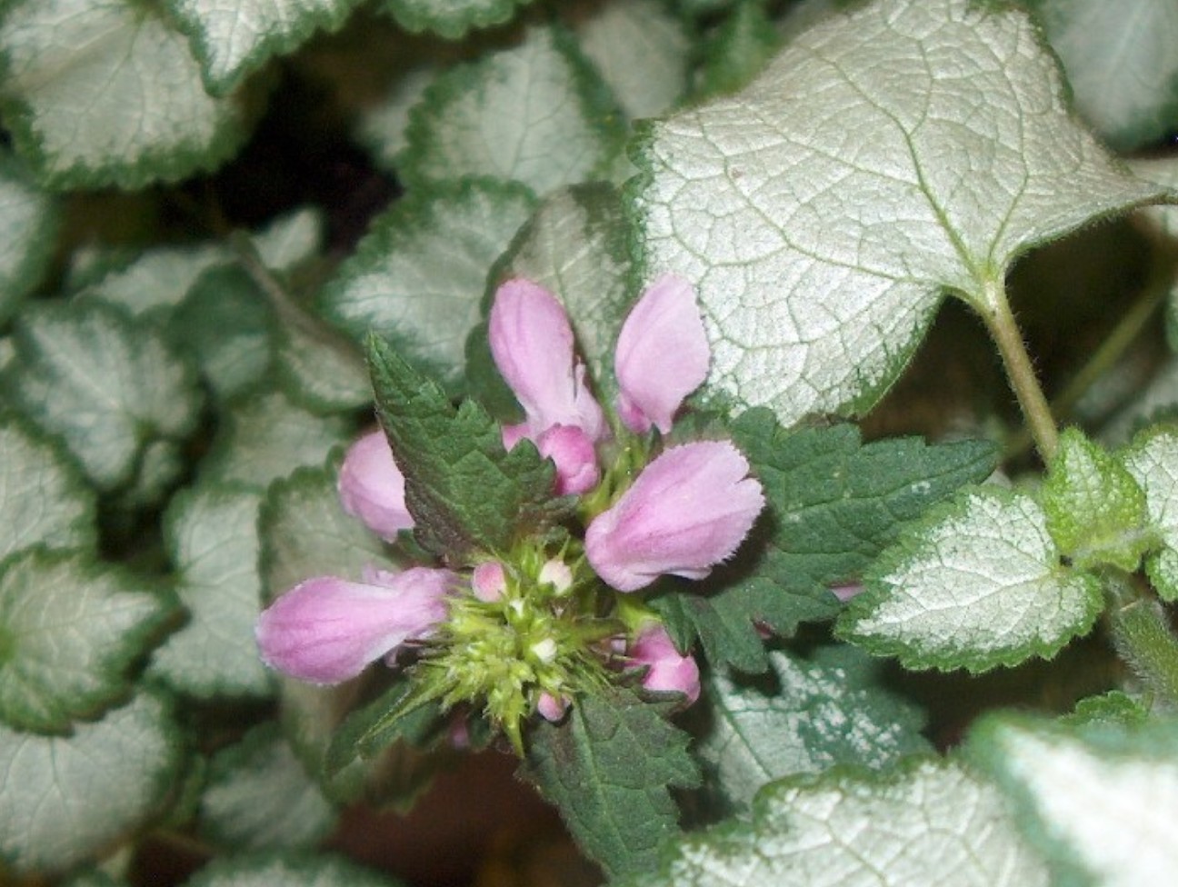 Lamium maculatum 'Pink Charlie'  / Pink Charlie Spotted Nettle