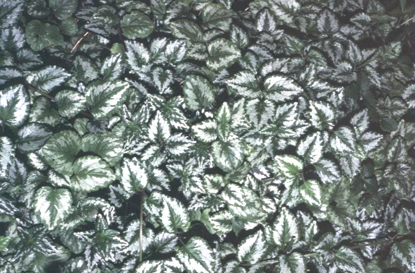 Lamium maculatum 'Variegatum'   / Variegated Spotted Nettle