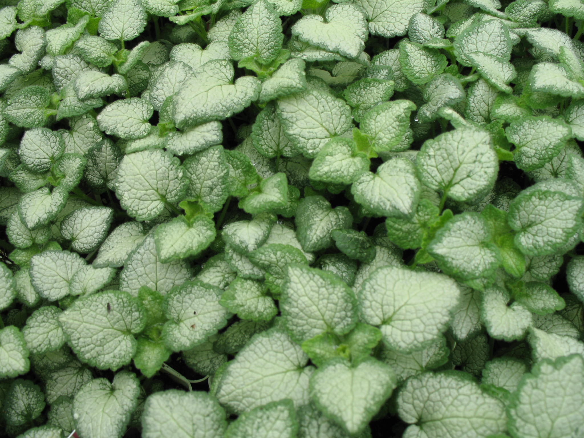 Lamium maculatum 'White Nancy'   / White Nancy Spotted Nettle