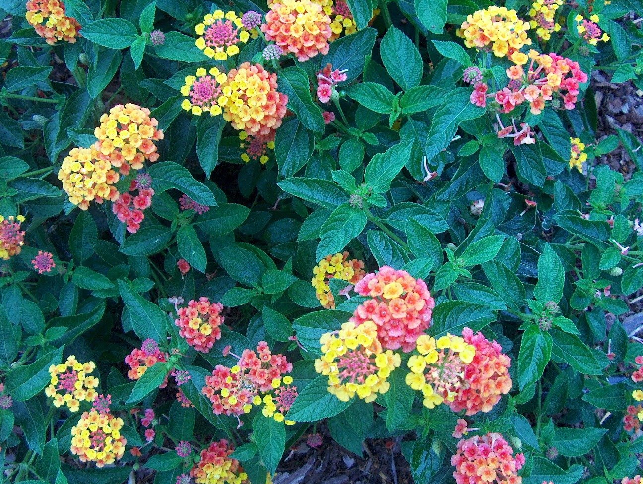 Lantana camara / Lantana