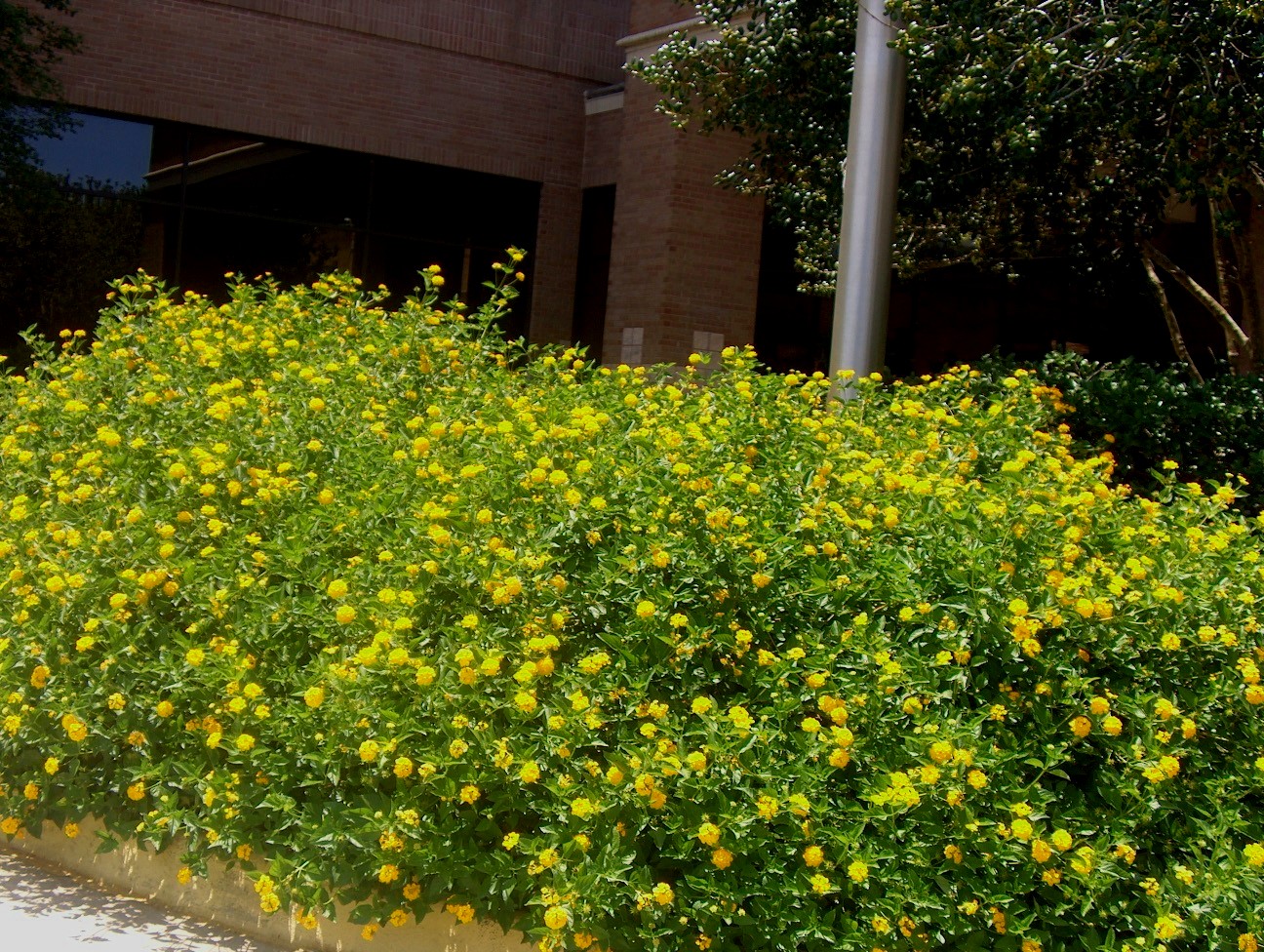 Lantana camara 'New Gold' / Lantana camara 'New Gold'