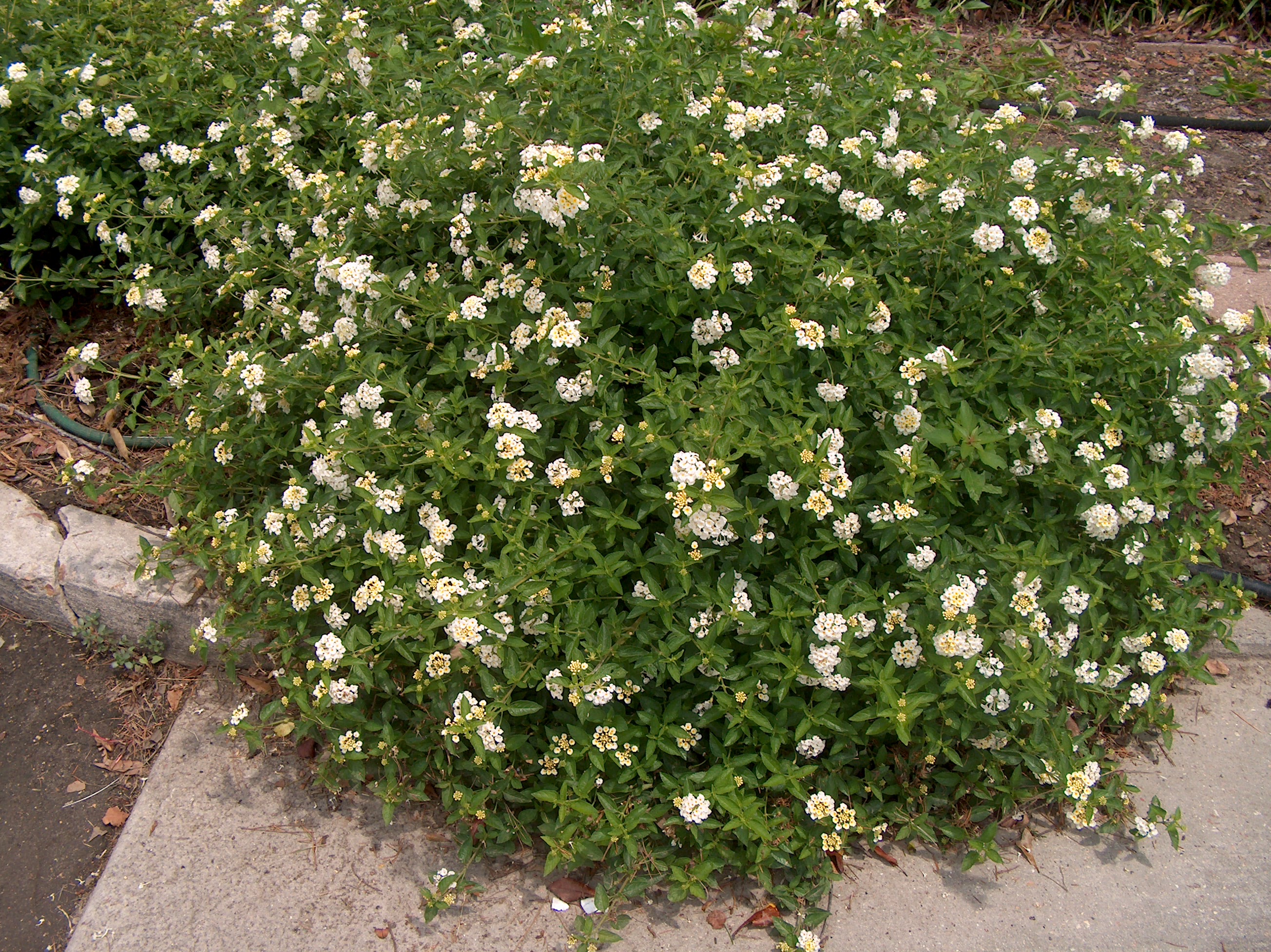 Lantana camara 'Silver Mound'   / Lantana camara 'Silver Mound'  