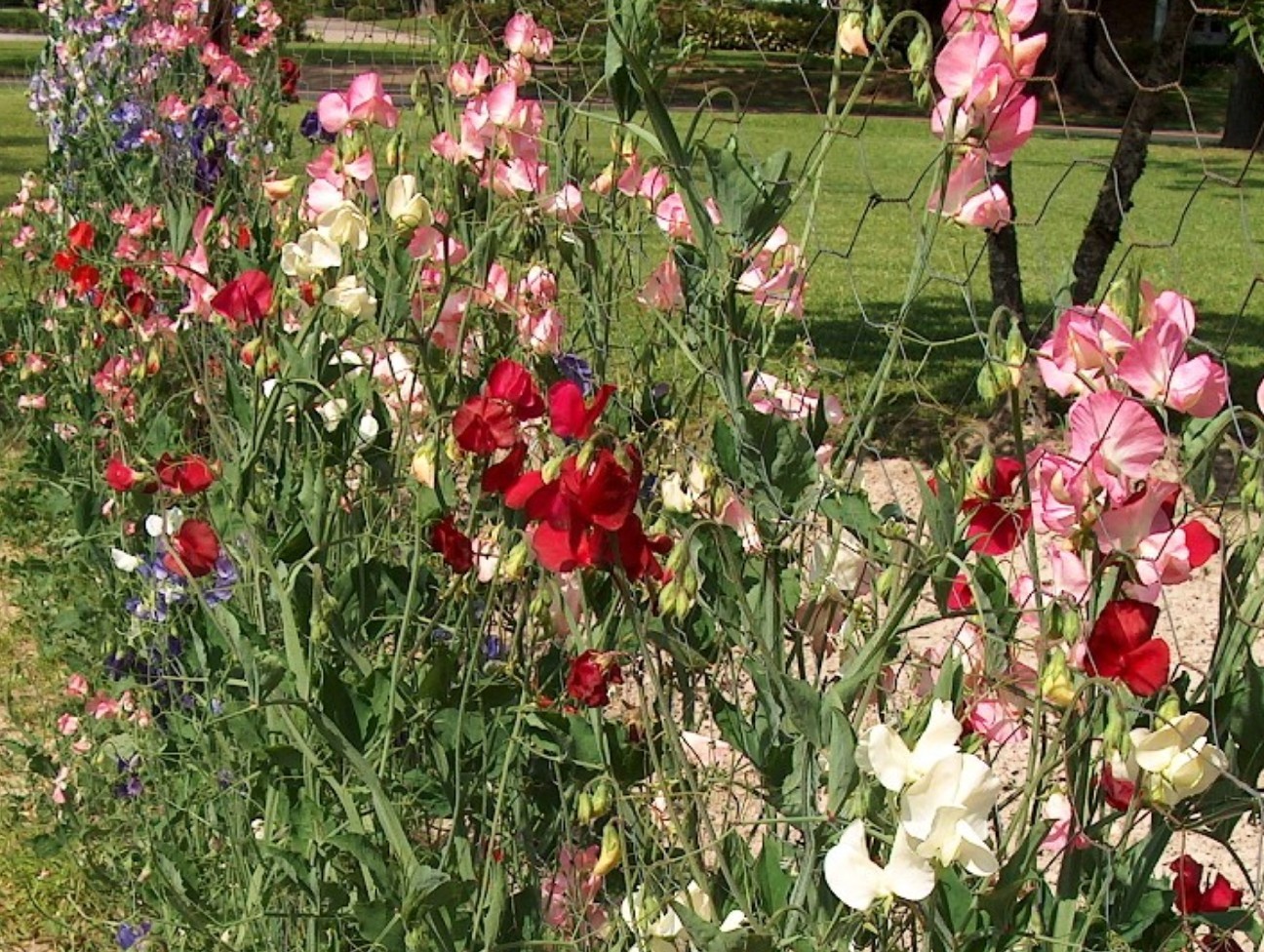 Lathyrus odoratus / Sweet Pea