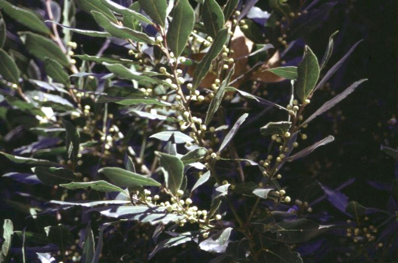 Laurus nobilis / Sweet Bay