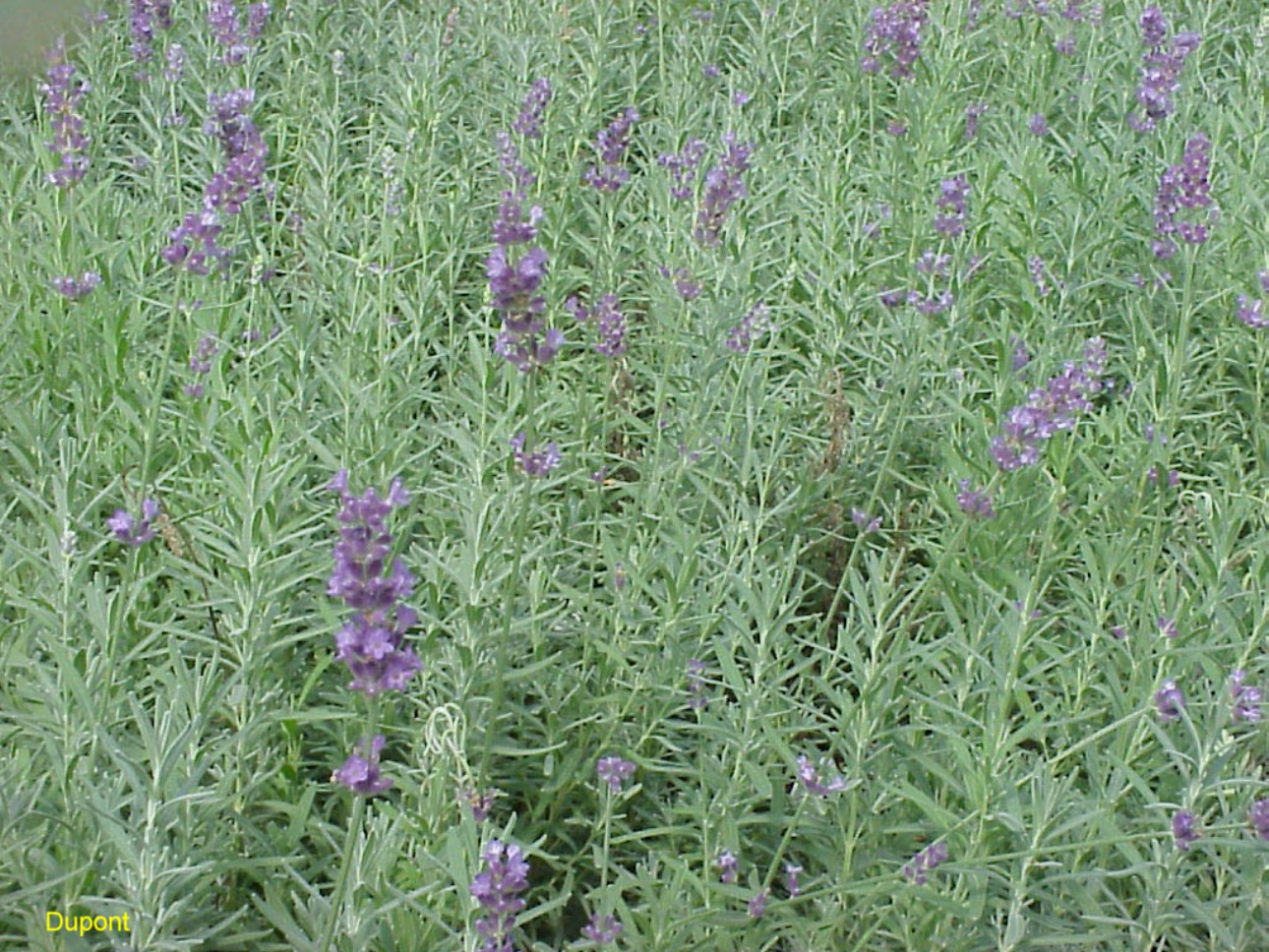 Lavandula angustifolia   / English Lavender