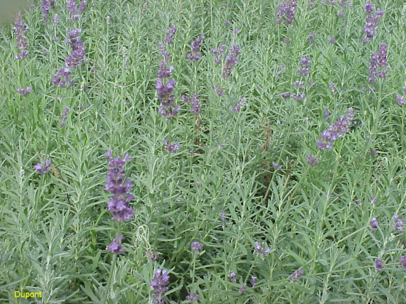 Lavandula angustifolia   / Lavandula angustifolia  