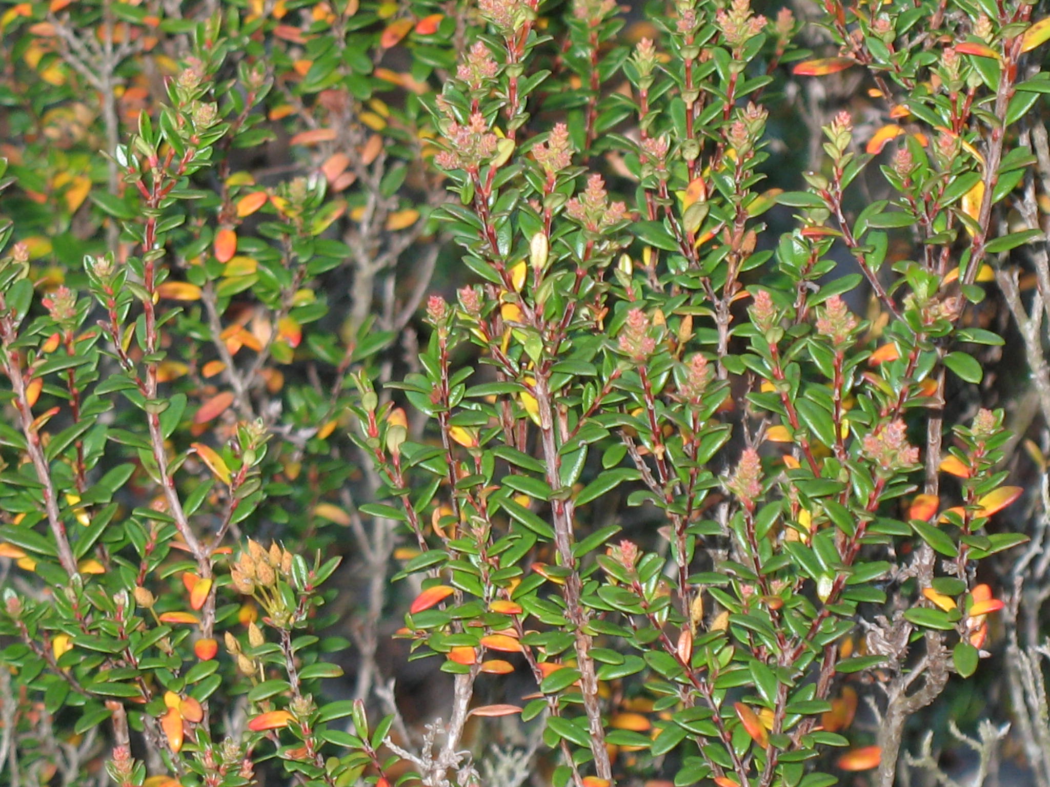 Leiophyllum buxifolium / Sand Myrtle