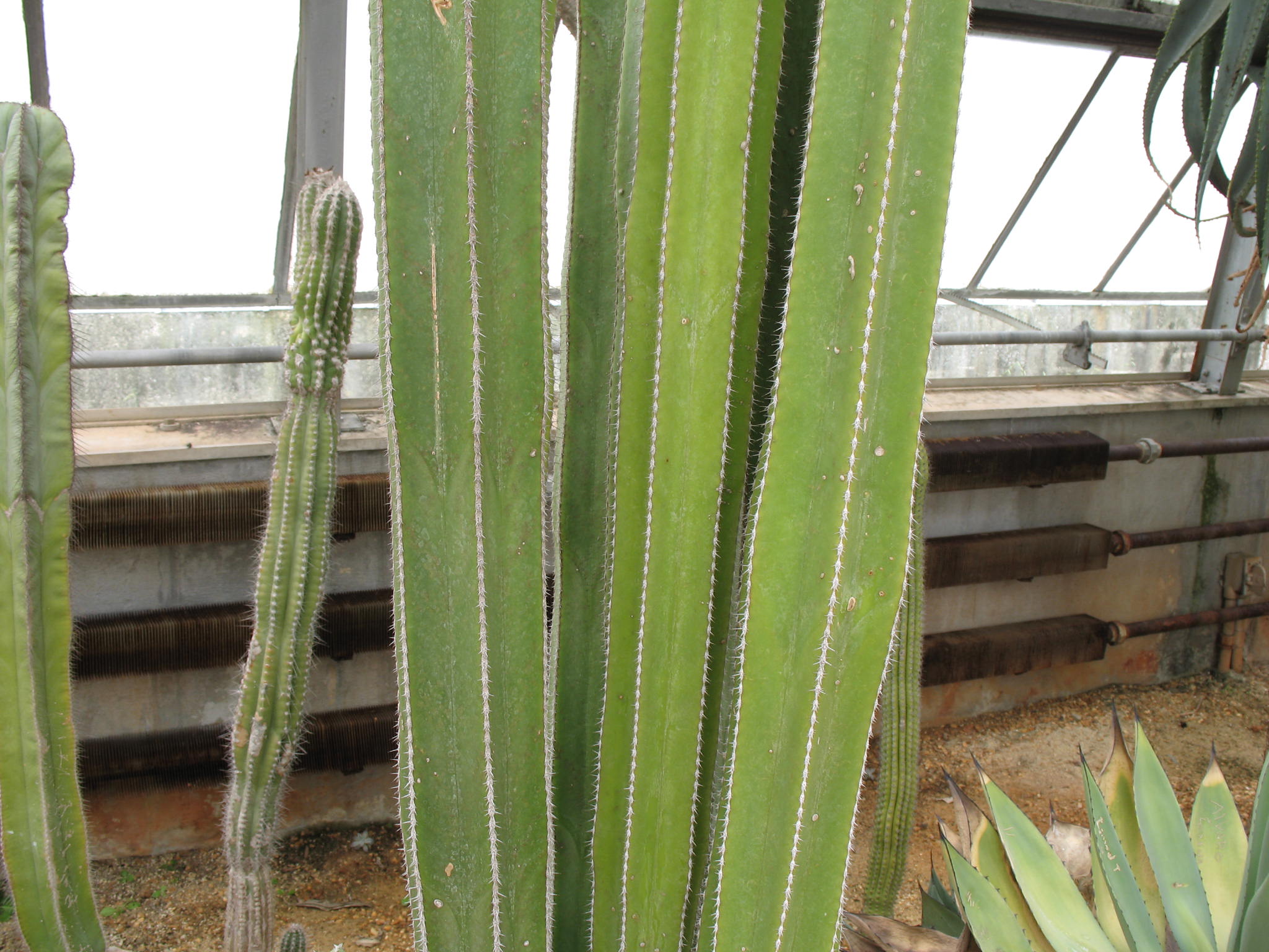 Lemaireocereus marginatus   / Organ Pipe Cactus, Mexican Fence Post