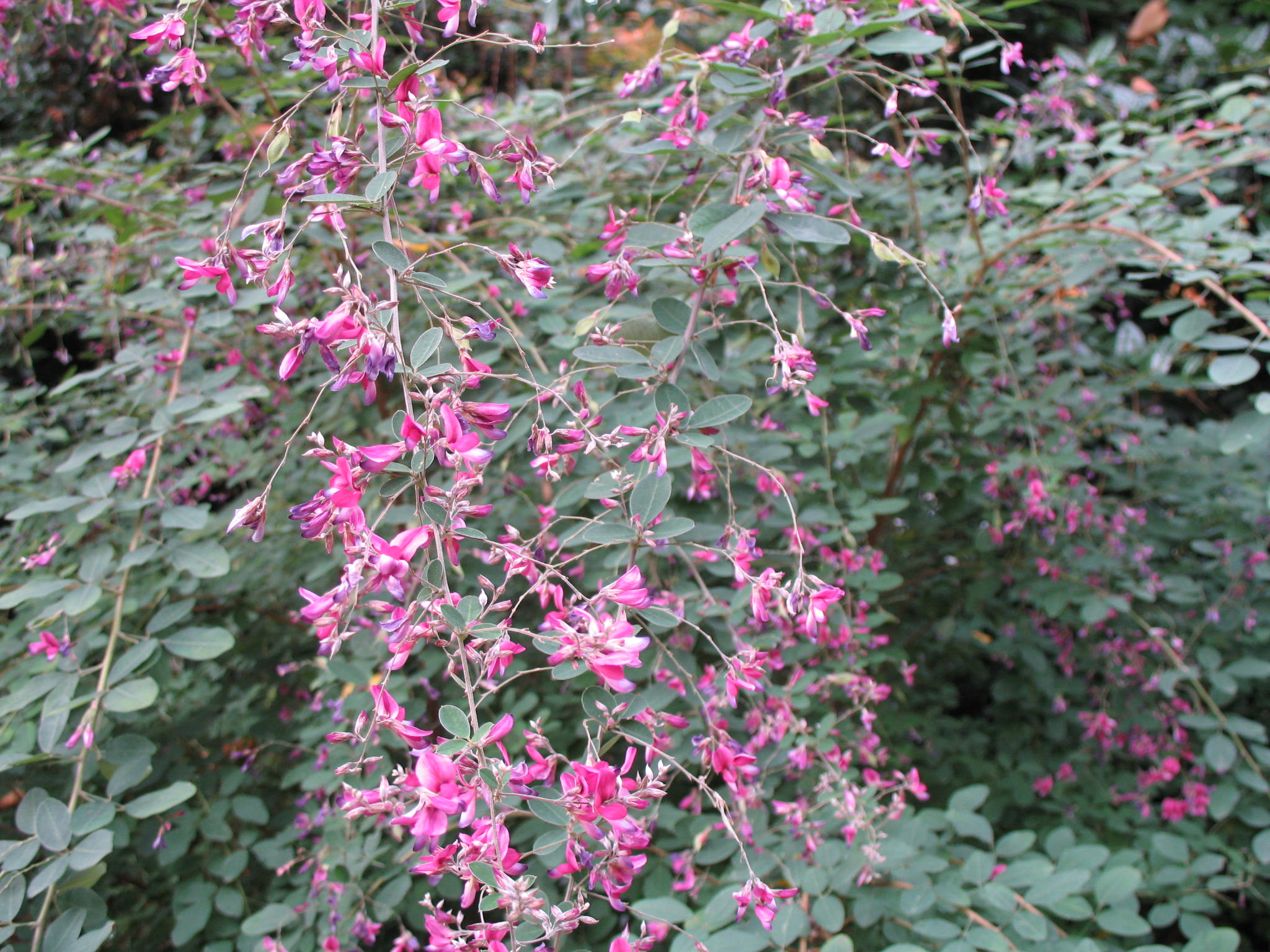 Lespedeza ryukyuengensis / Lespedeza ryukyuengensis