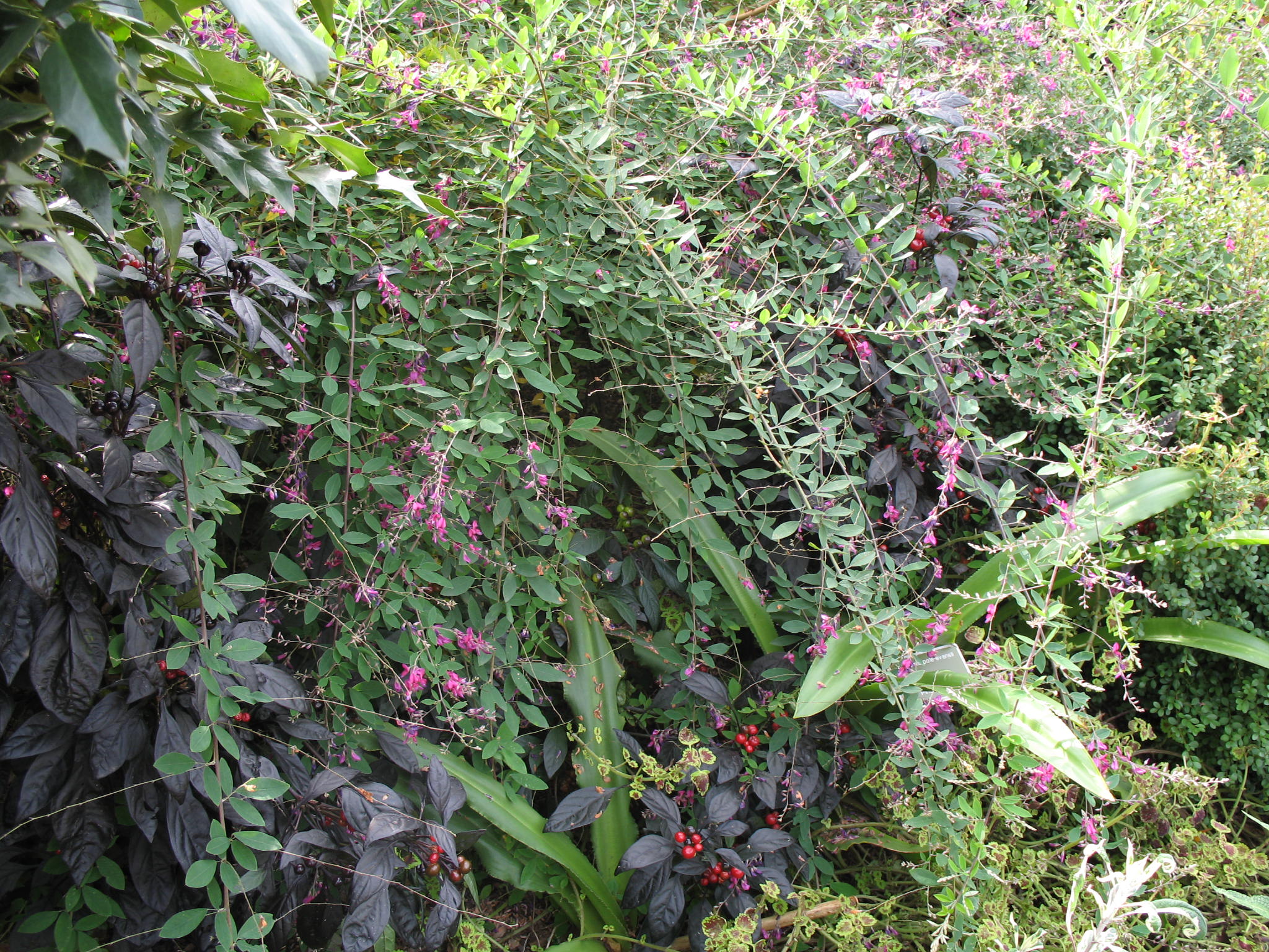 Lespedeza species   / Lespedeza species  