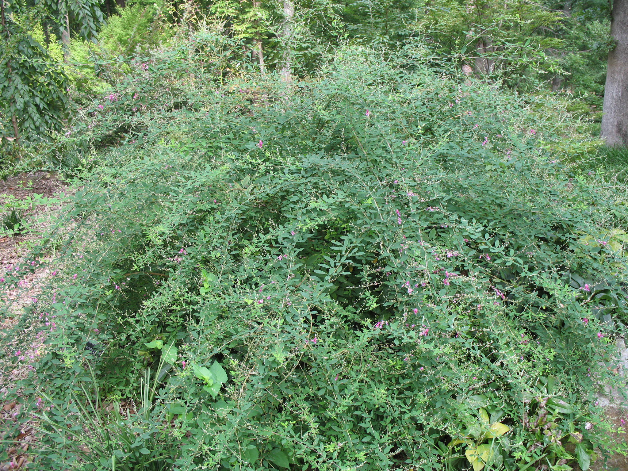 Lespedeza thunbergii 'Gibraltar'   / Pink Bush Clover