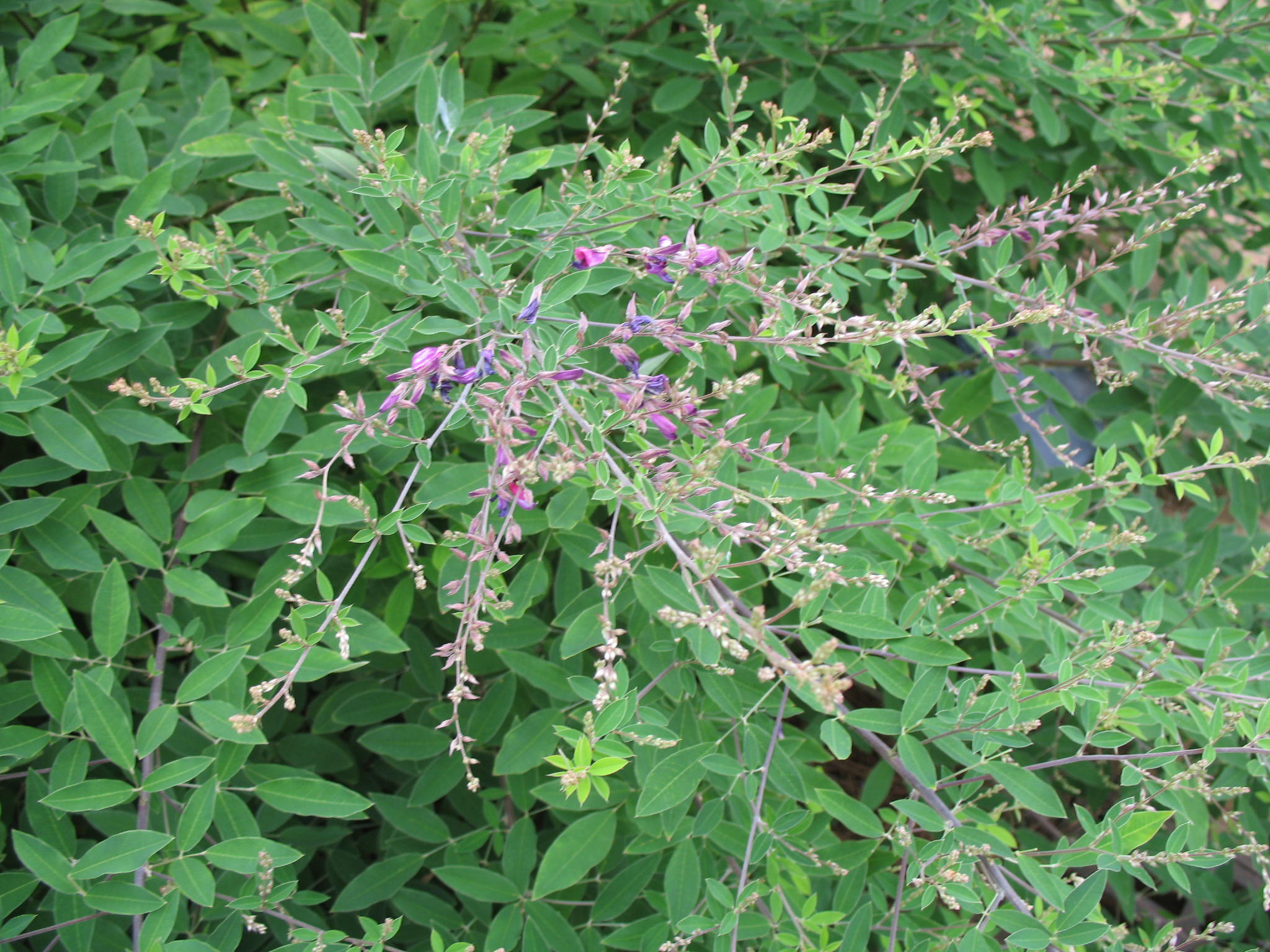 Lespedeza bicolor 'Little Buddy'  / Lespedeza bicolor 'Little Buddy' 