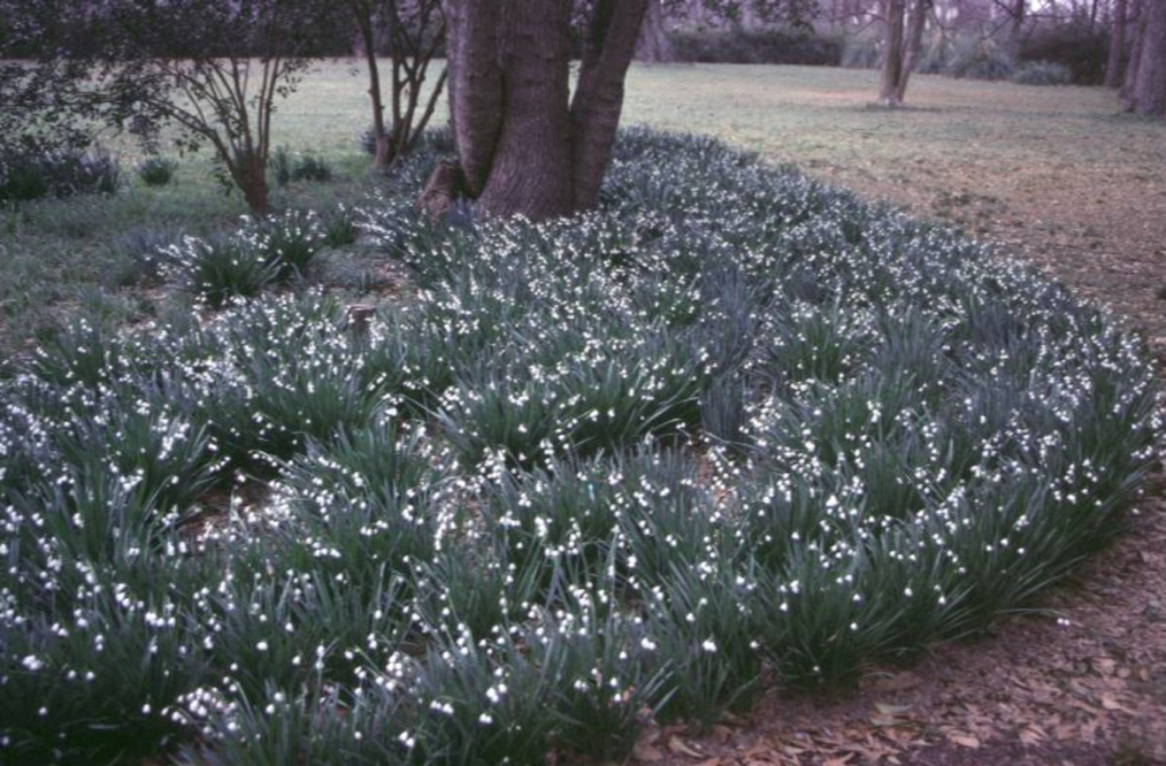 Leucojum aestivum / Summer Snowflake