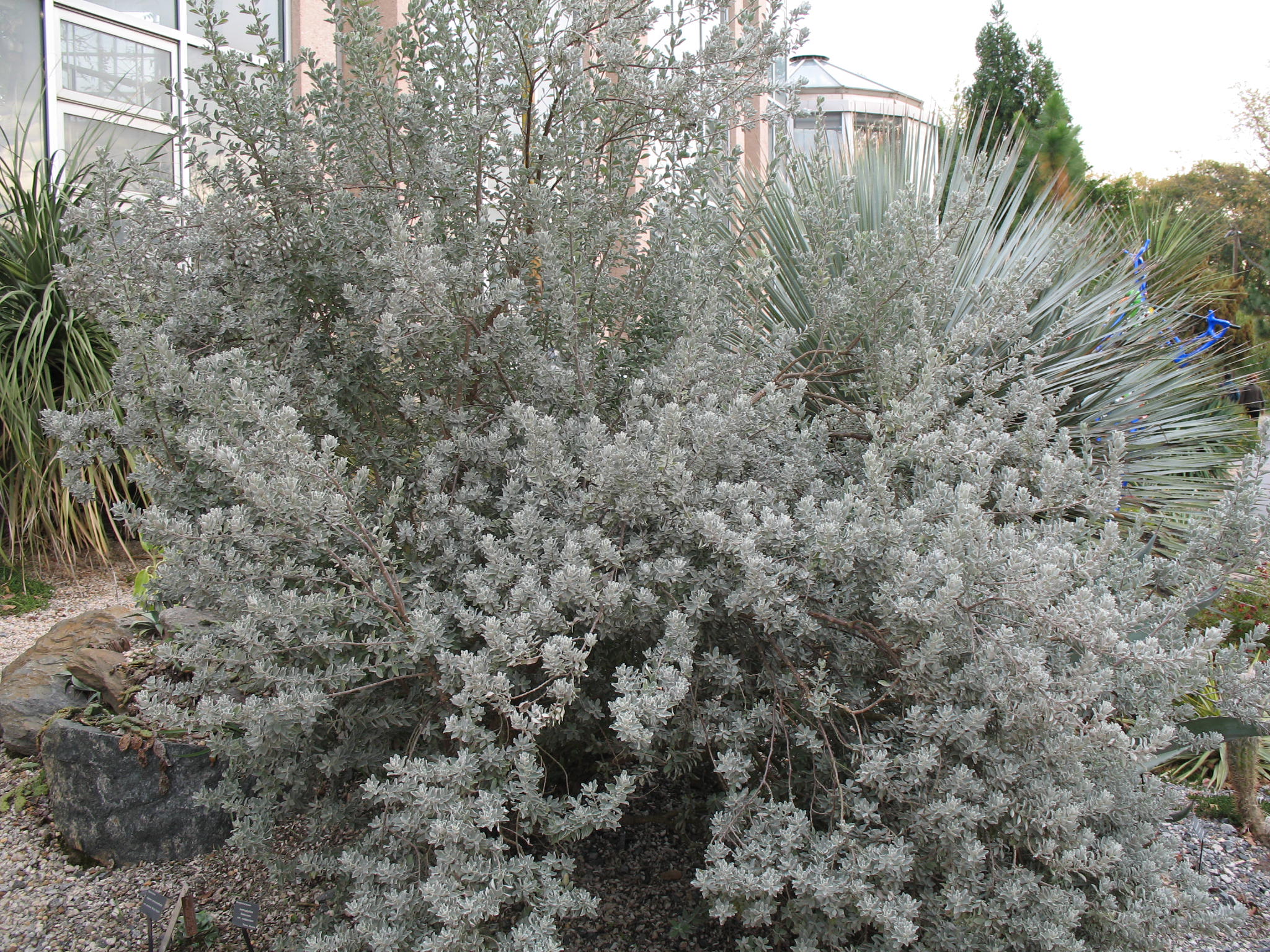 Leucophyllum frutescens 'Compactum'  / Compact Texas Sage