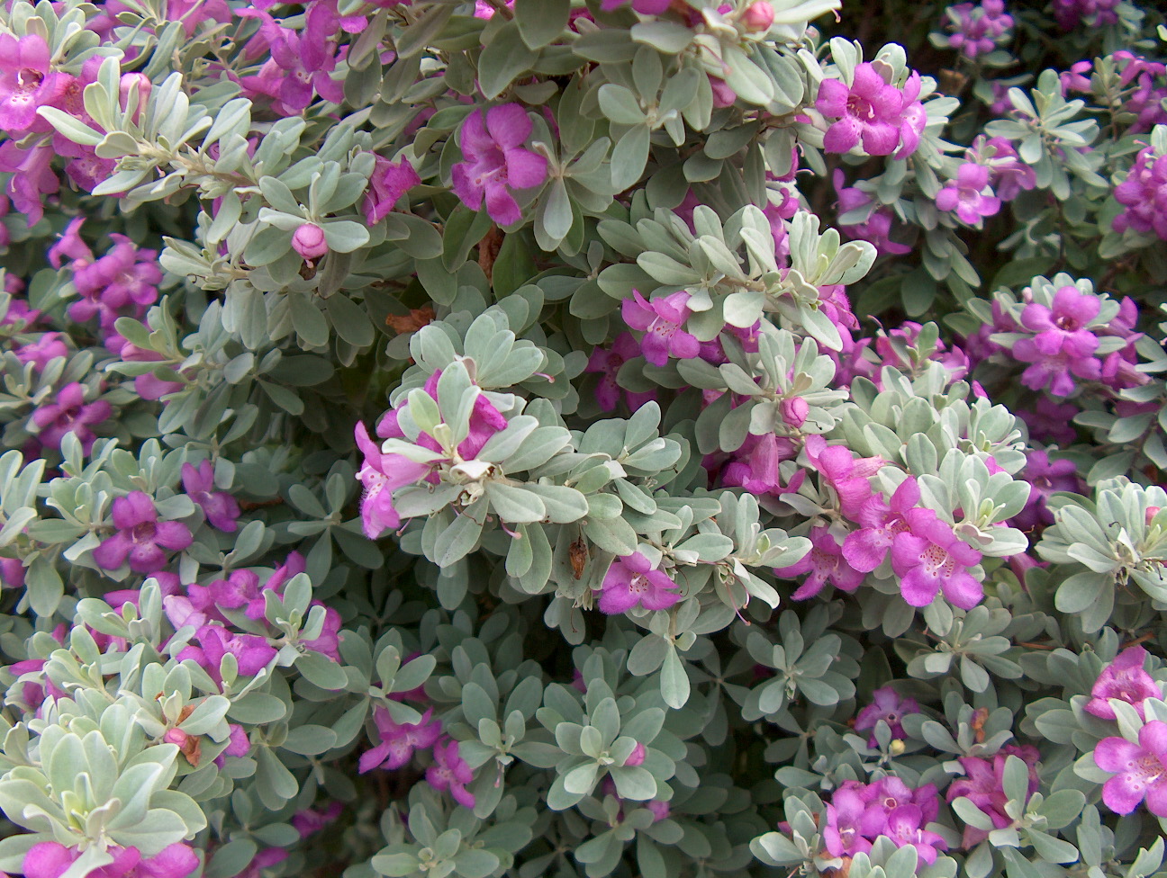 Leucophyllum frutescens  / Texas Sage