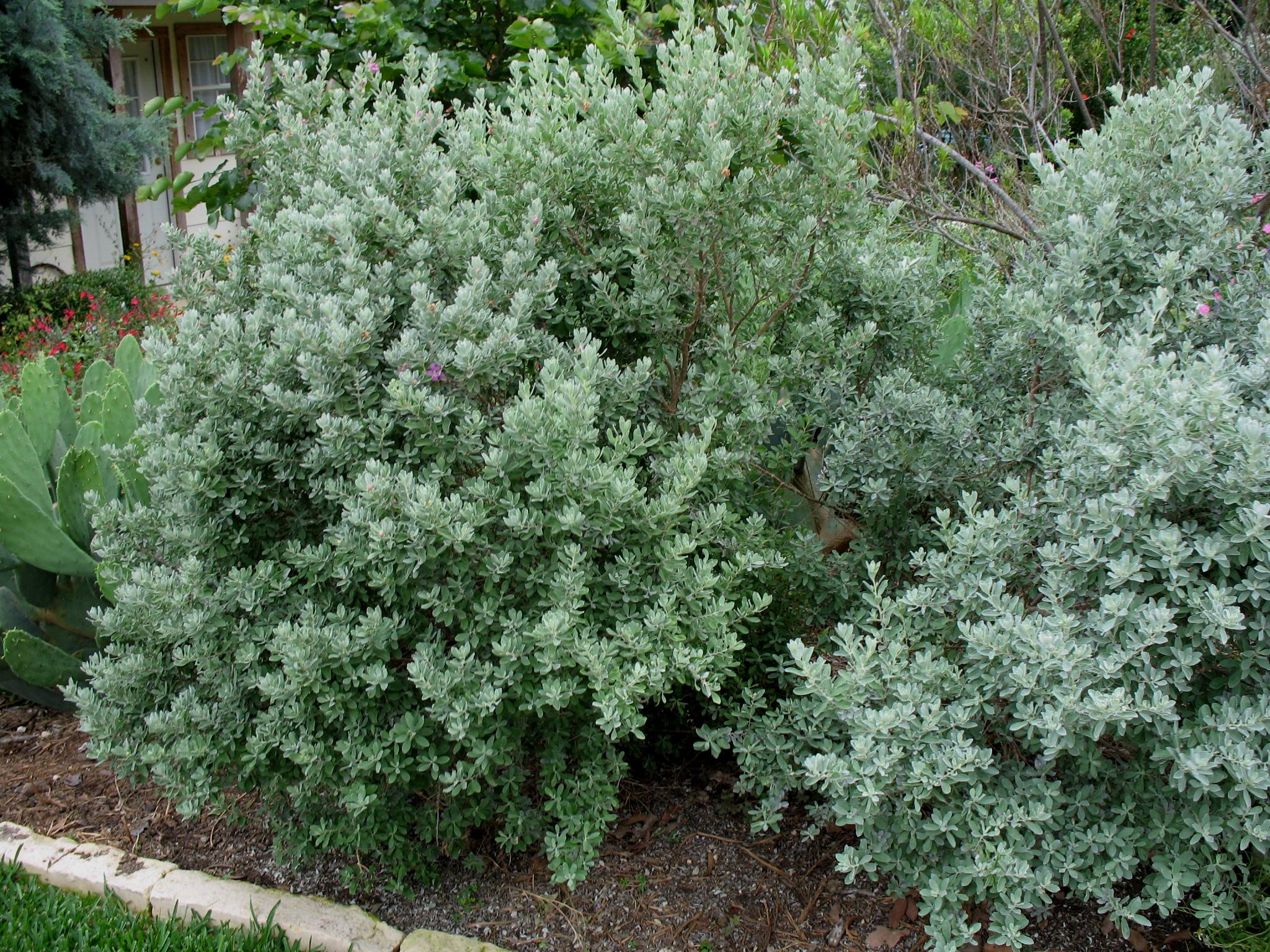 Leucophyllum frutescens  / Texas Sage