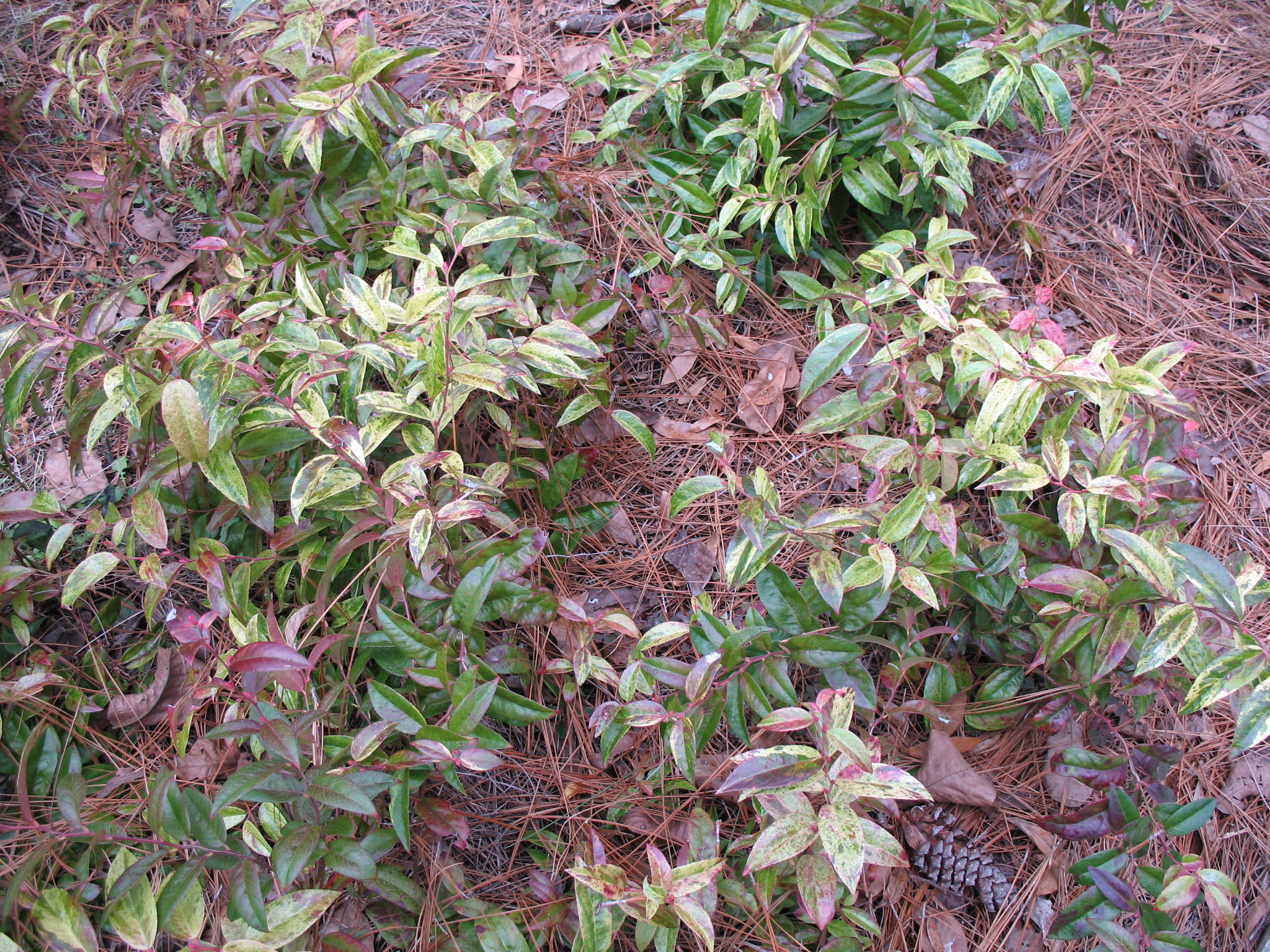 Leucothoe axillaris 'Dodd's Variegata'   / Leucothoe axillaris 'Dodd's Variegata'  