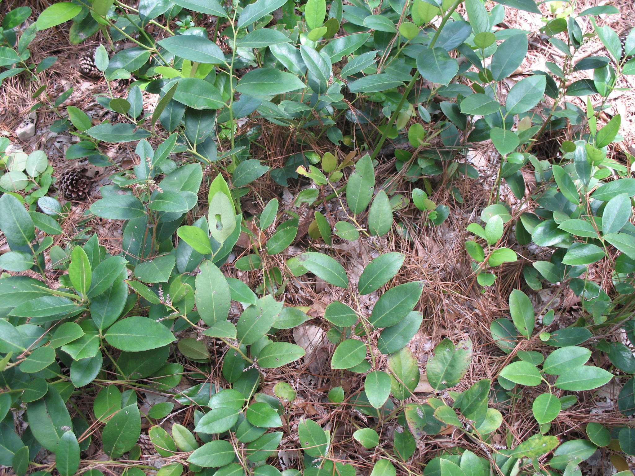 Leucothoe axillaris 'Florida'   / Florida Leucothoe