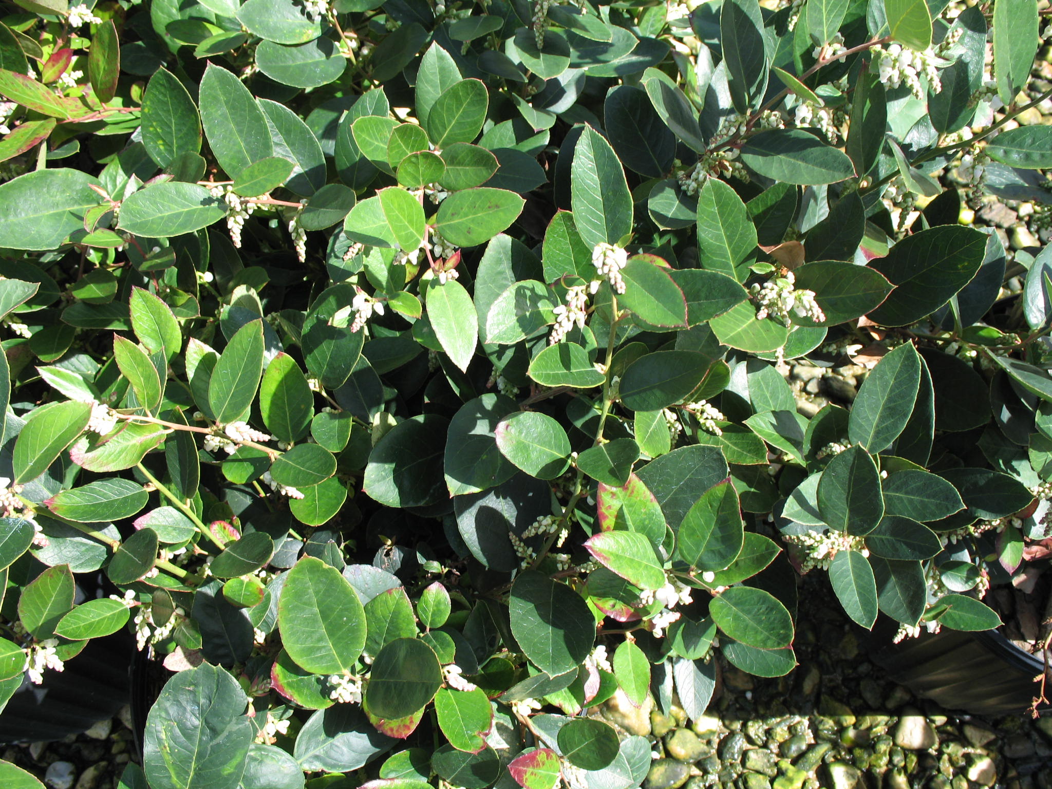 Leucothoe axillaris 'Margie Jenkins'   / Margie Jenkins Leucothoe