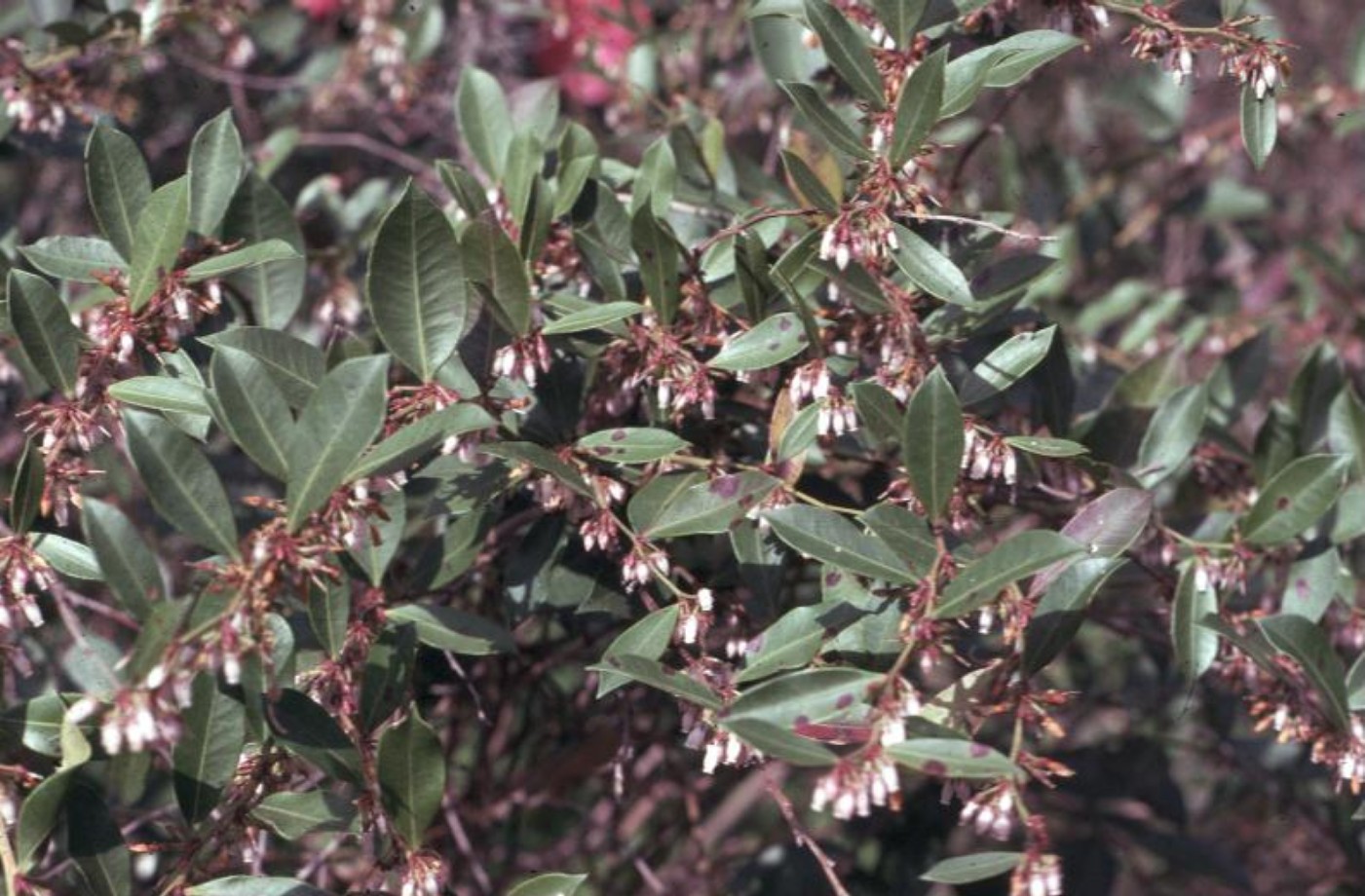 Leucothoe axillaris / Leucothoe