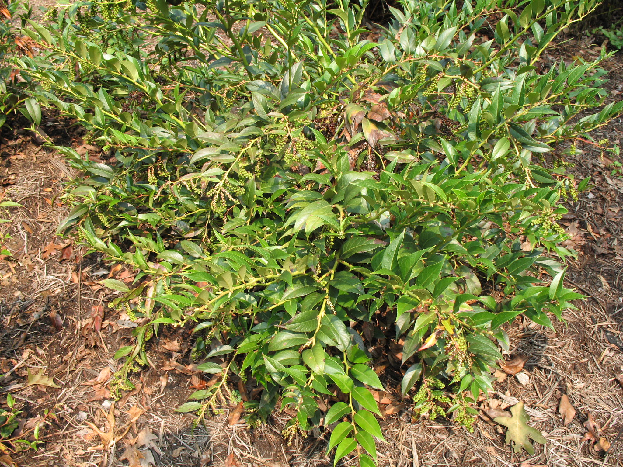 Leucothoe editorum   / Leucothoe editorum  